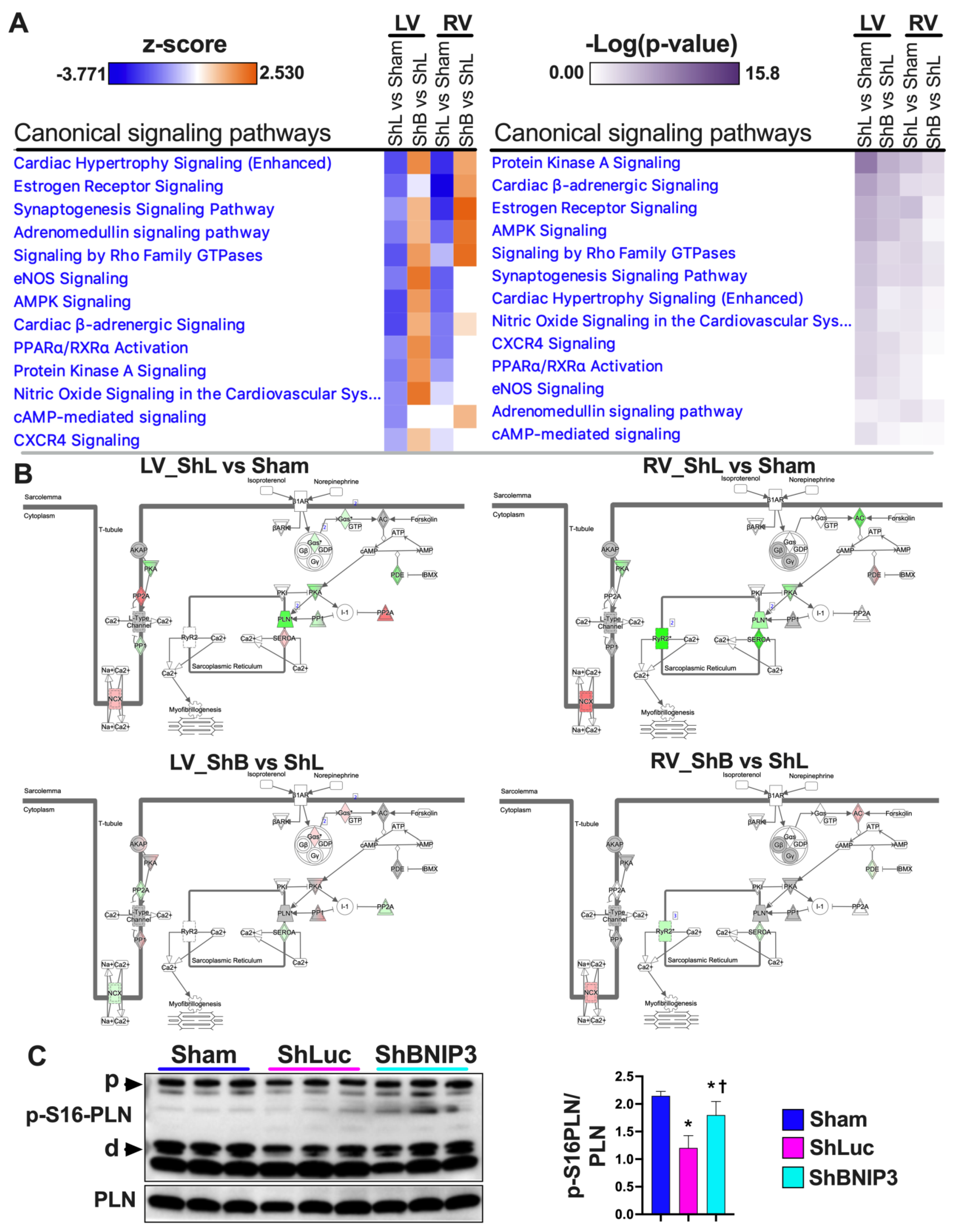 Cells 11 01572 g006a