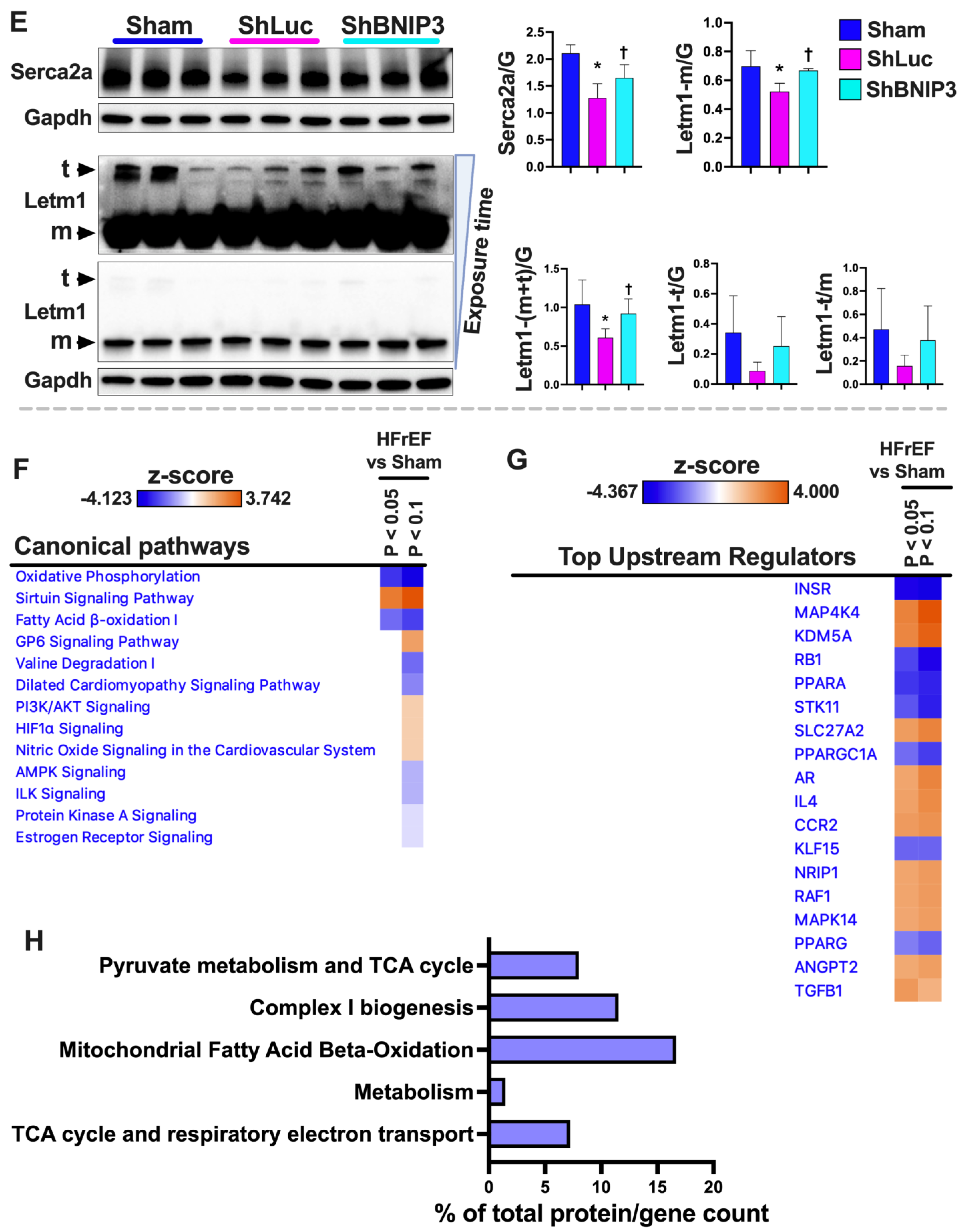 Cells 11 01572 g007b