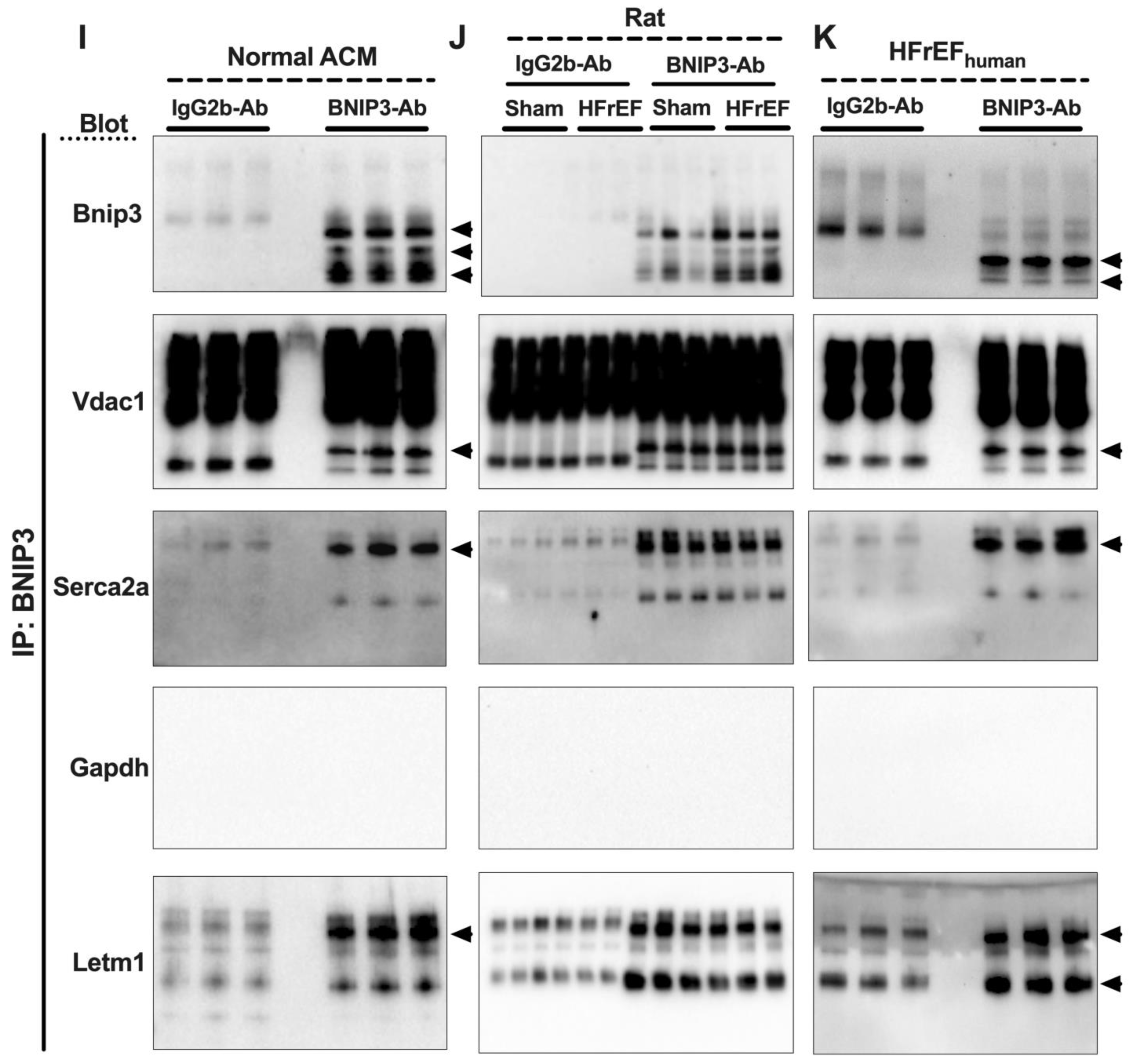 Cells 11 01572 g007c