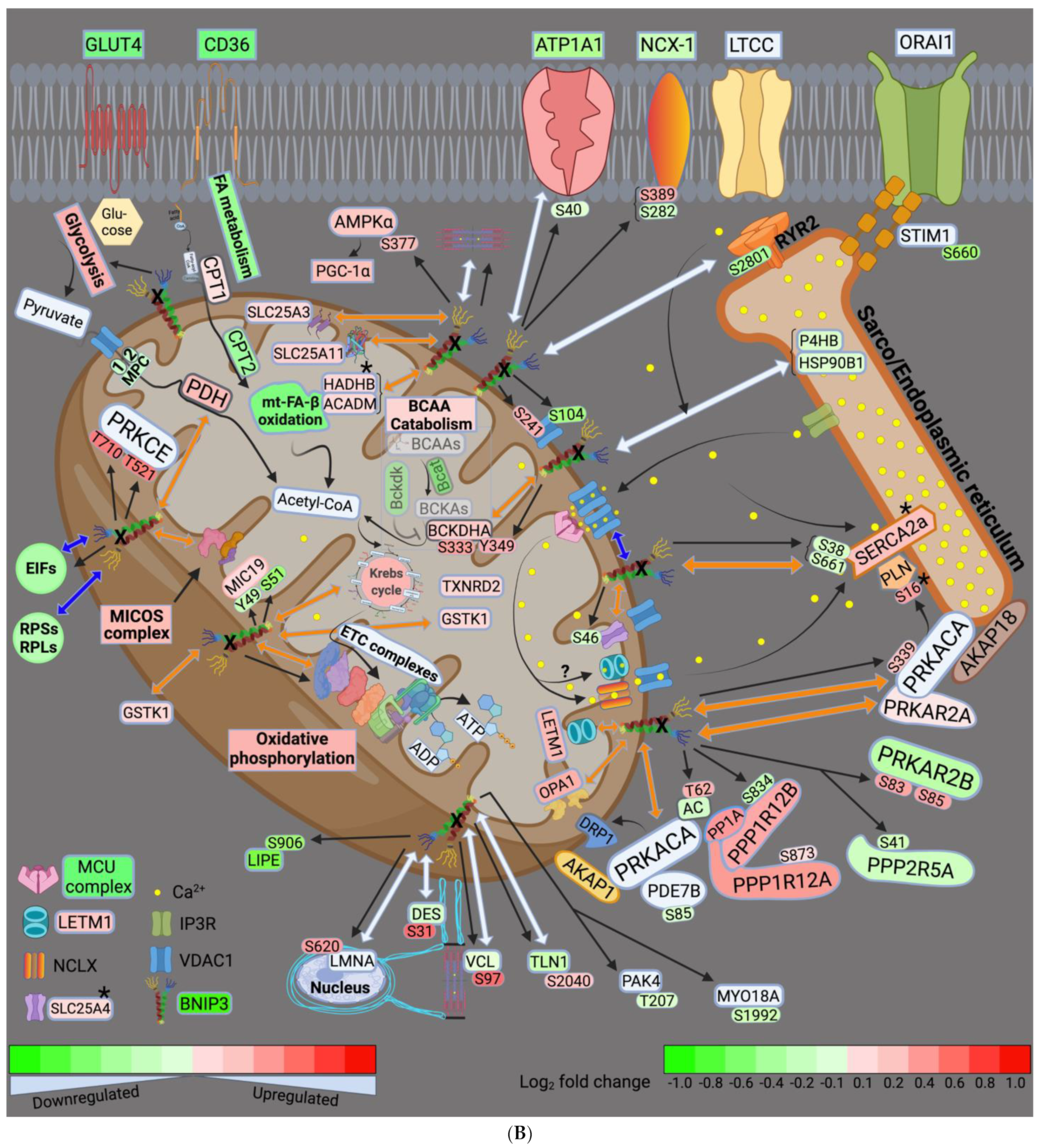 Cells 11 01572 g008b