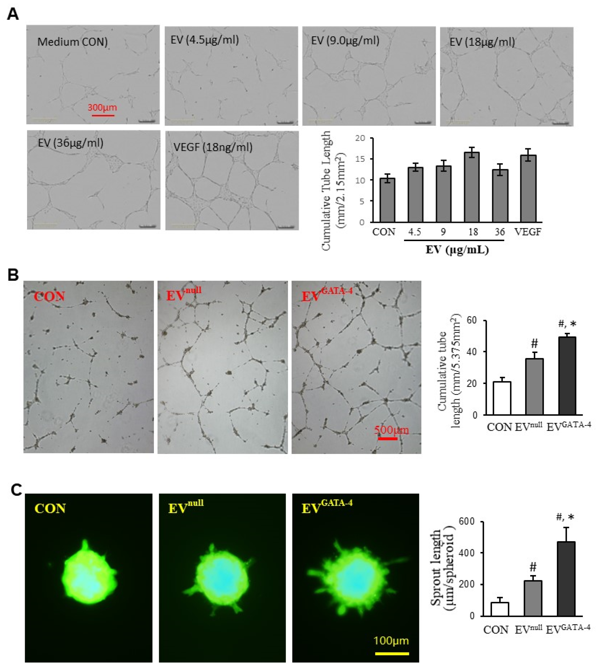 Cells 11 01573 g003 Cells 11 01573 g003