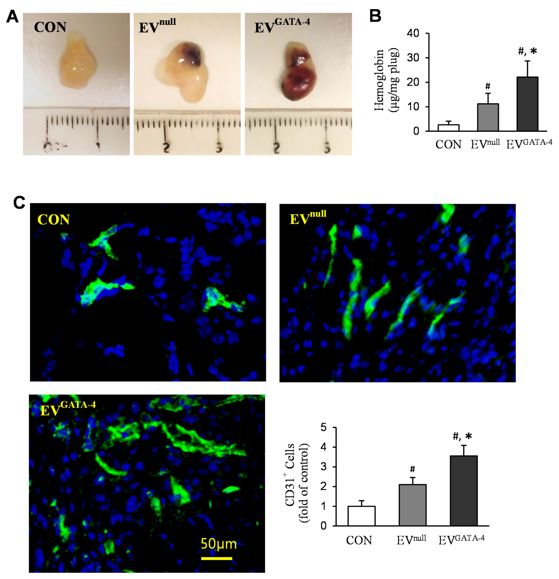 Cells 11 01573 g004 Cells 11 01573 g004