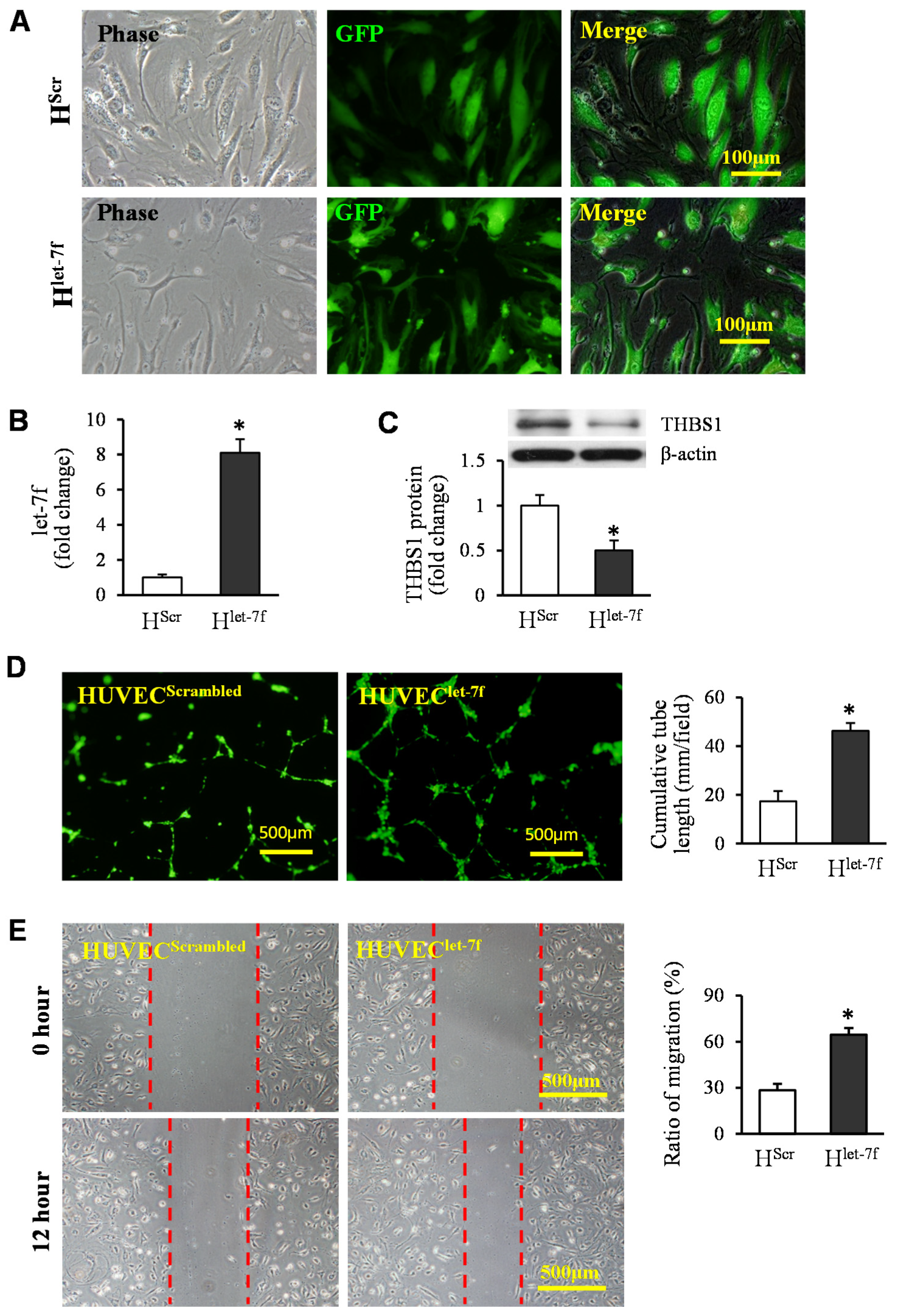 Cells 11 01573 g008 Cells 11 01573 g008