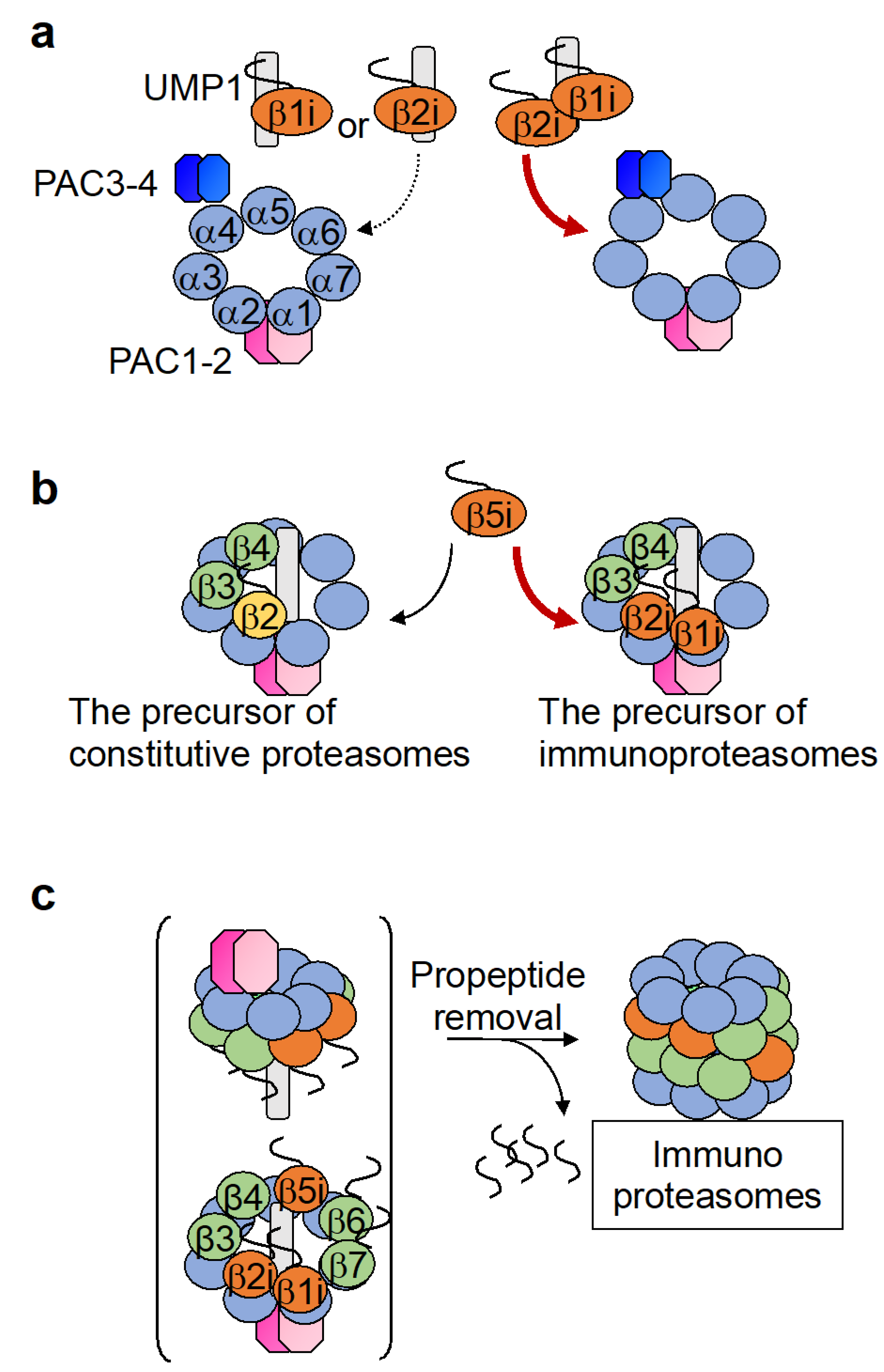 The Molecular Mechanisms Governing the Assembly of the