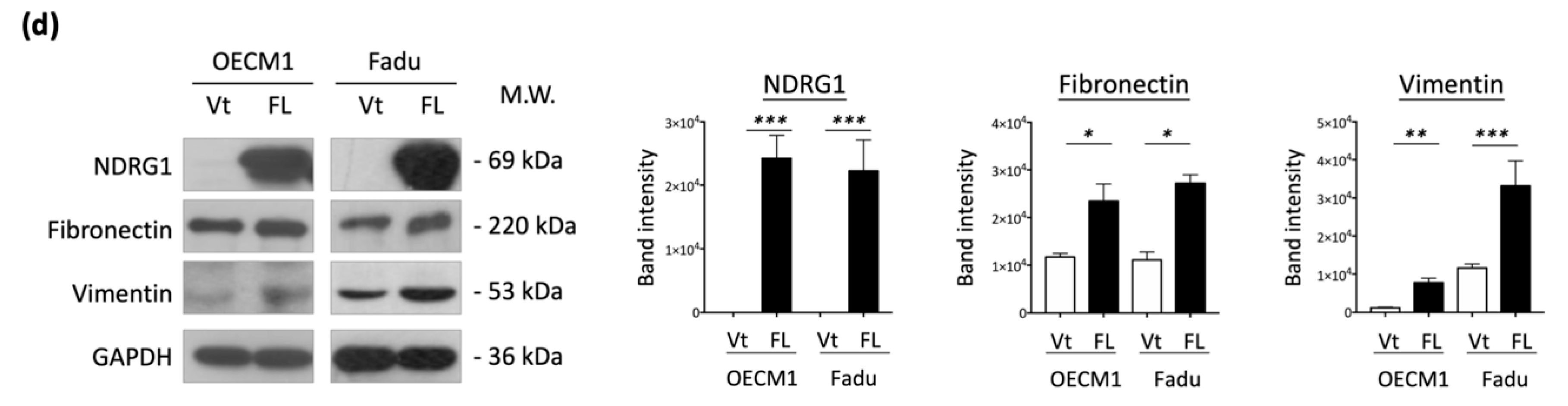 Cells 11 01581 g003b
