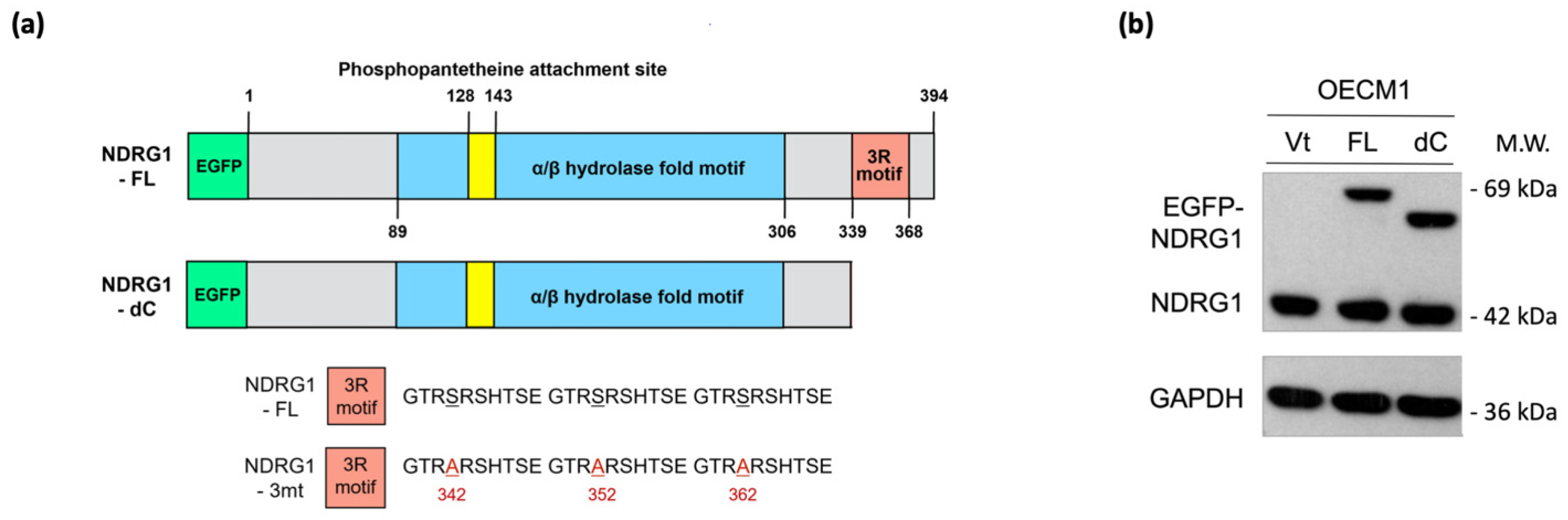 Cells 11 01581 g004a