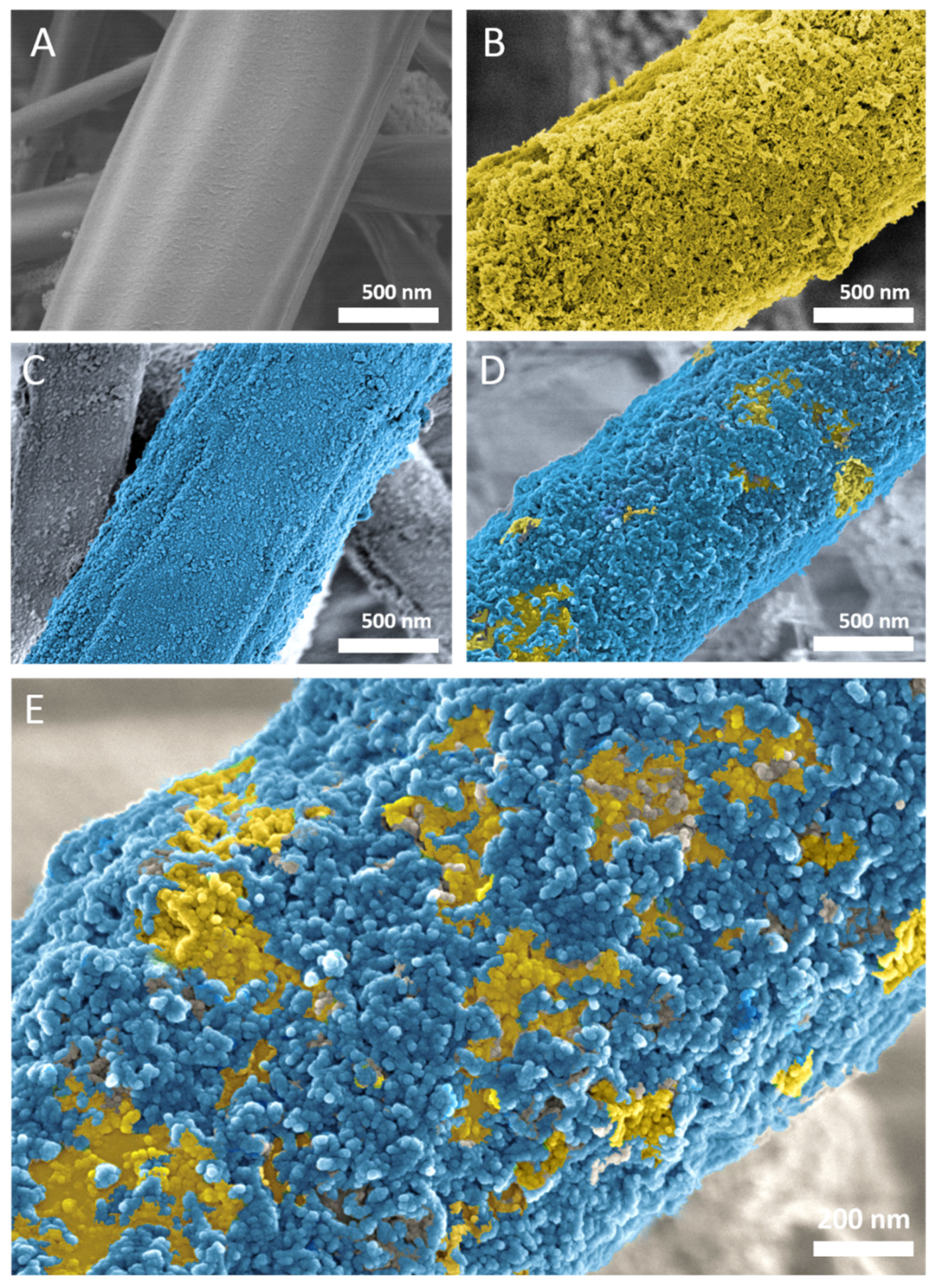 Cells 11 01582 g011