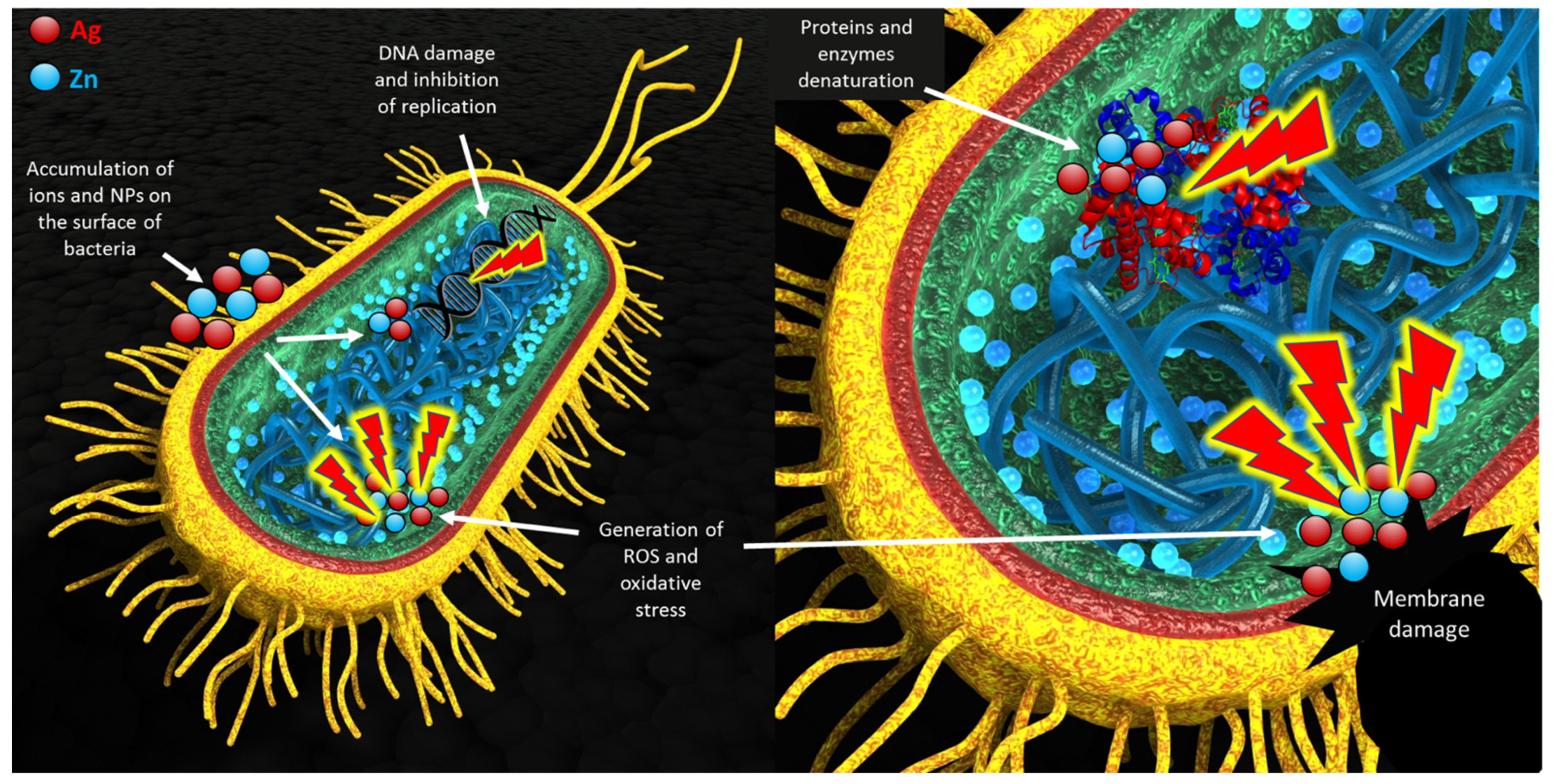 Cells 11 01582 g012