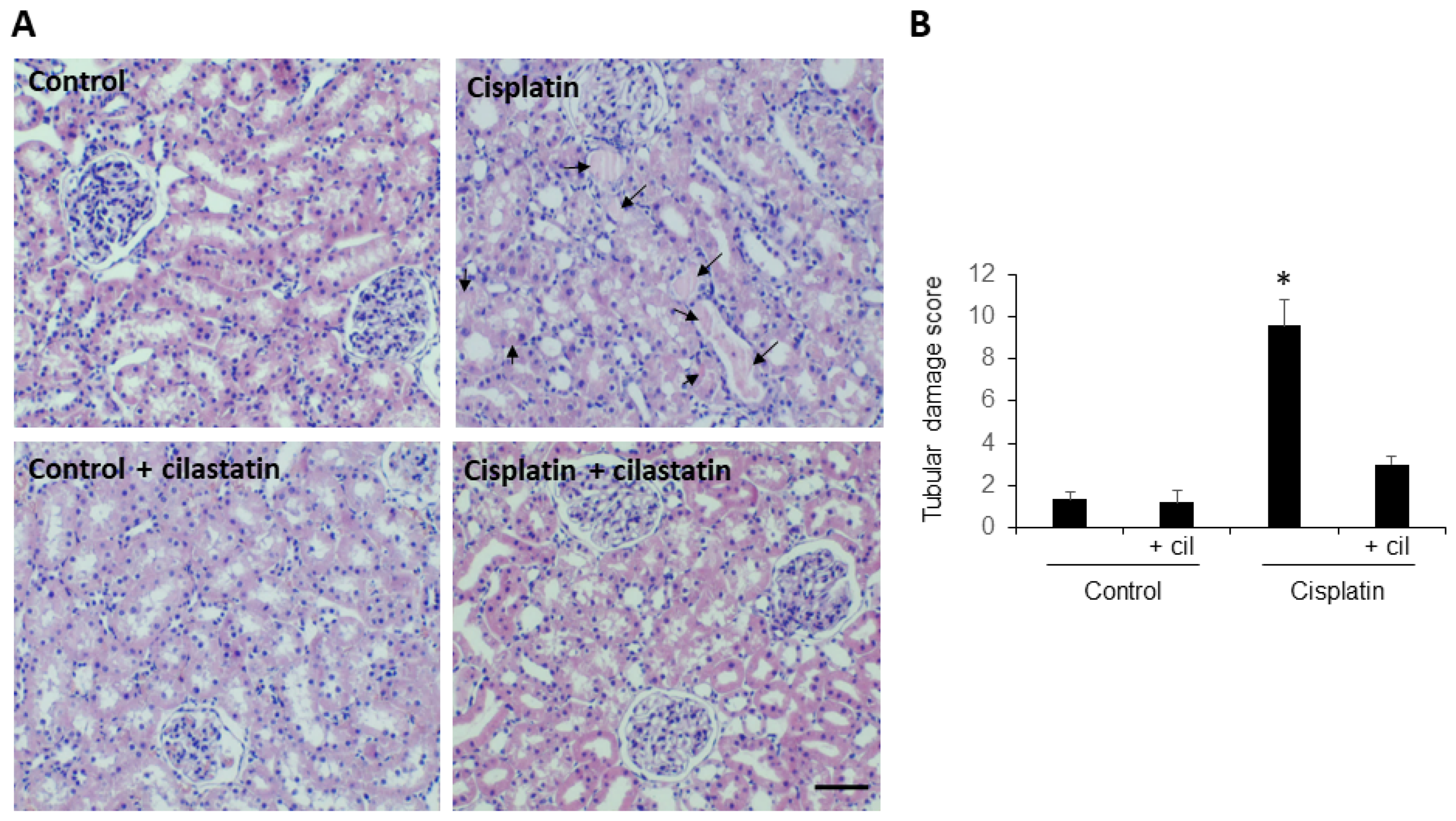 Cells 11 01585 g001 550