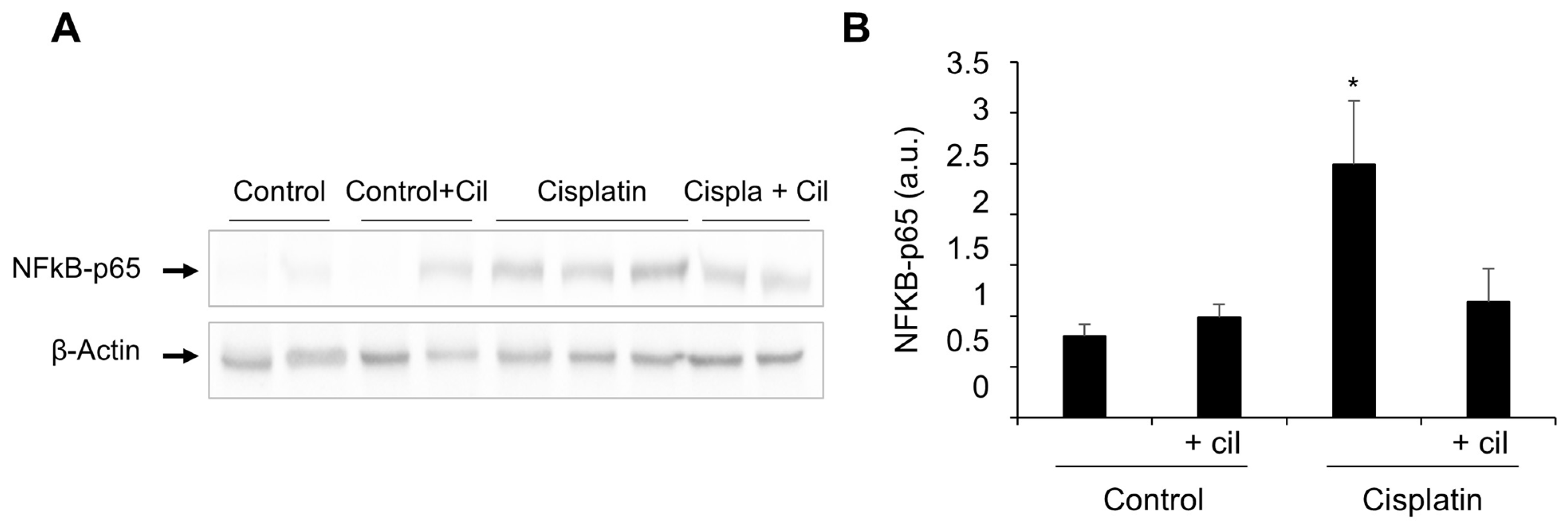 Cells 11 01585 g002 550