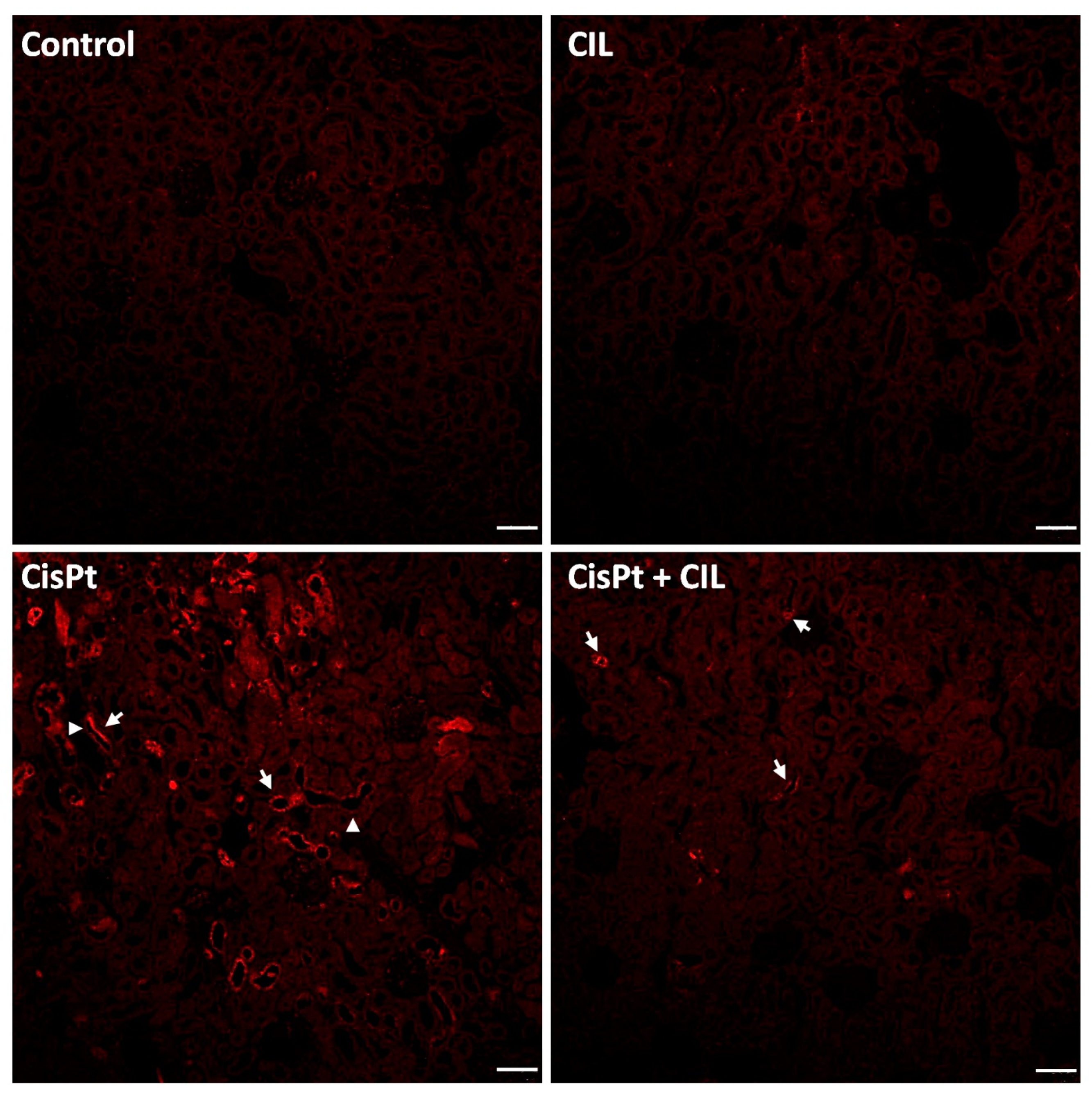 Cells 11 01585 g003 550
