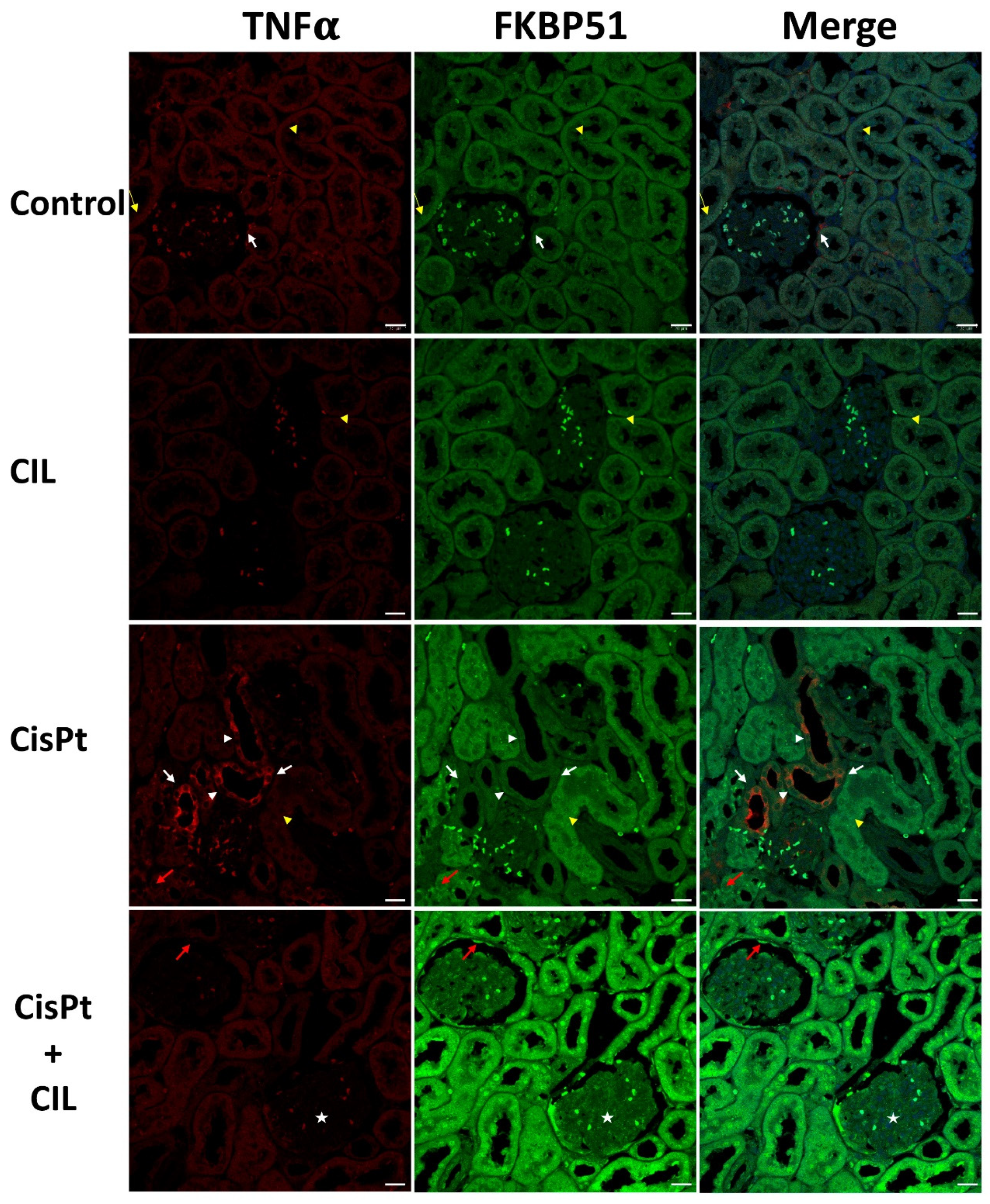 Cells 11 01585 g004 550
