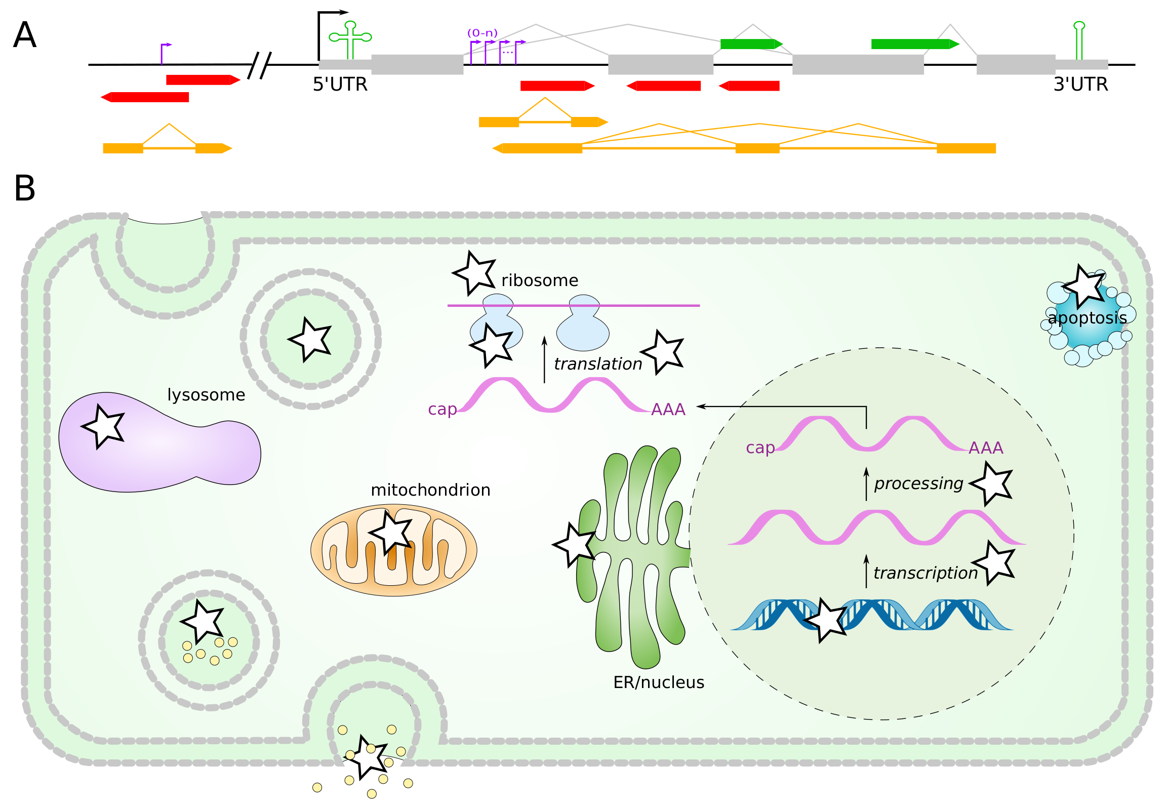 Cells 11 01588 g001 Cells 11 01588 g001