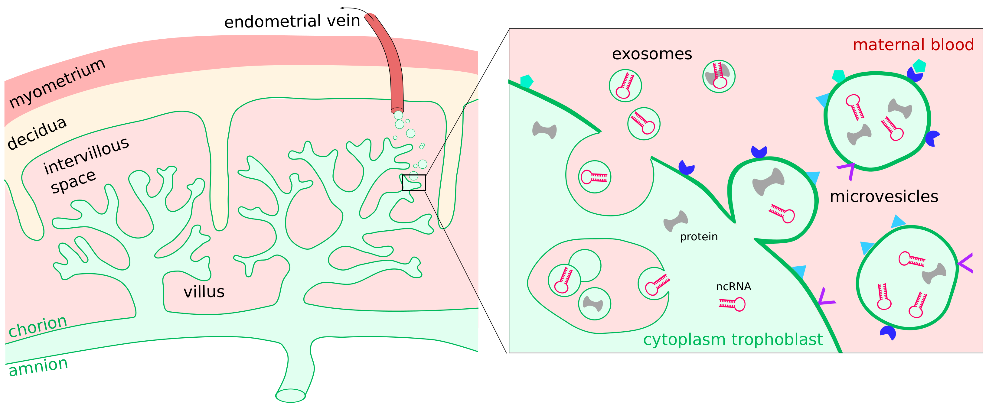 Cells 11 01588 g003 Cells 11 01588 g003