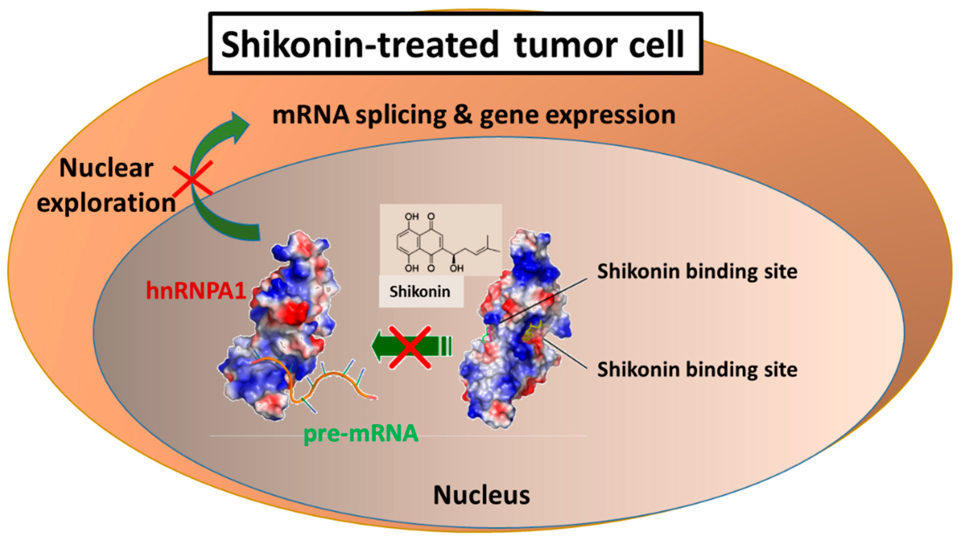 Cells 11 01590 g002 550