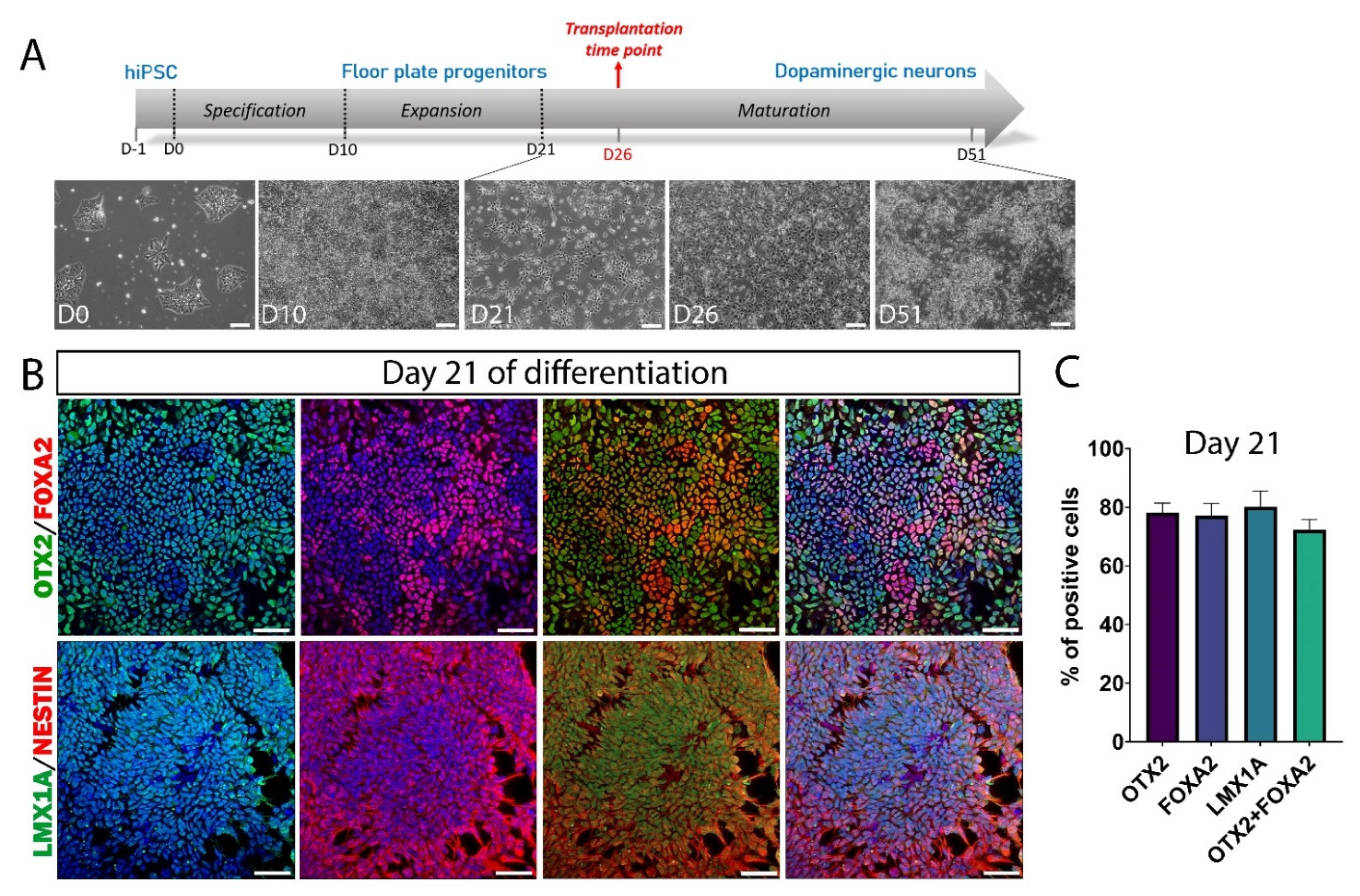 Cells 11 01596 g002