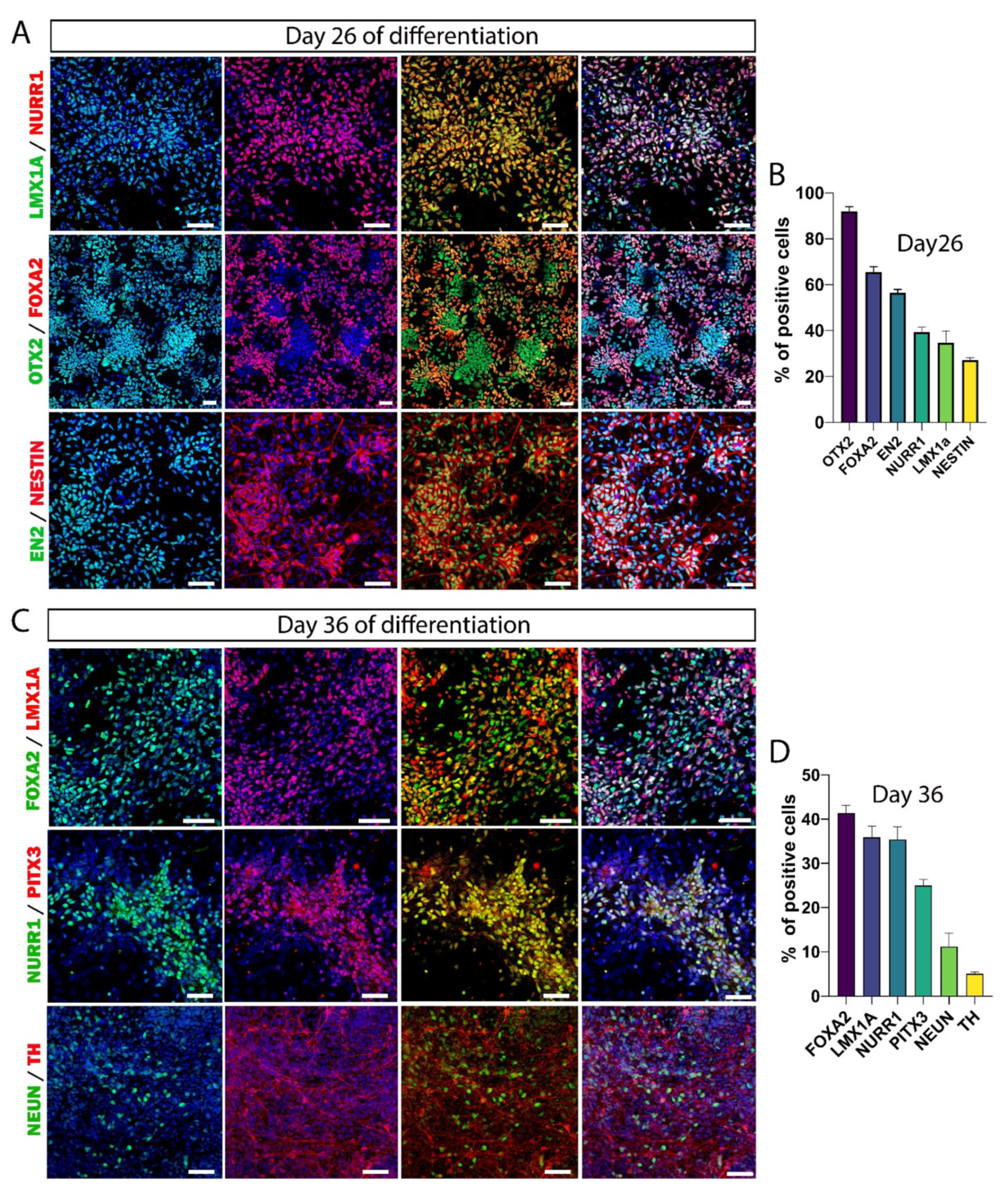 Cells 11 01596 g003