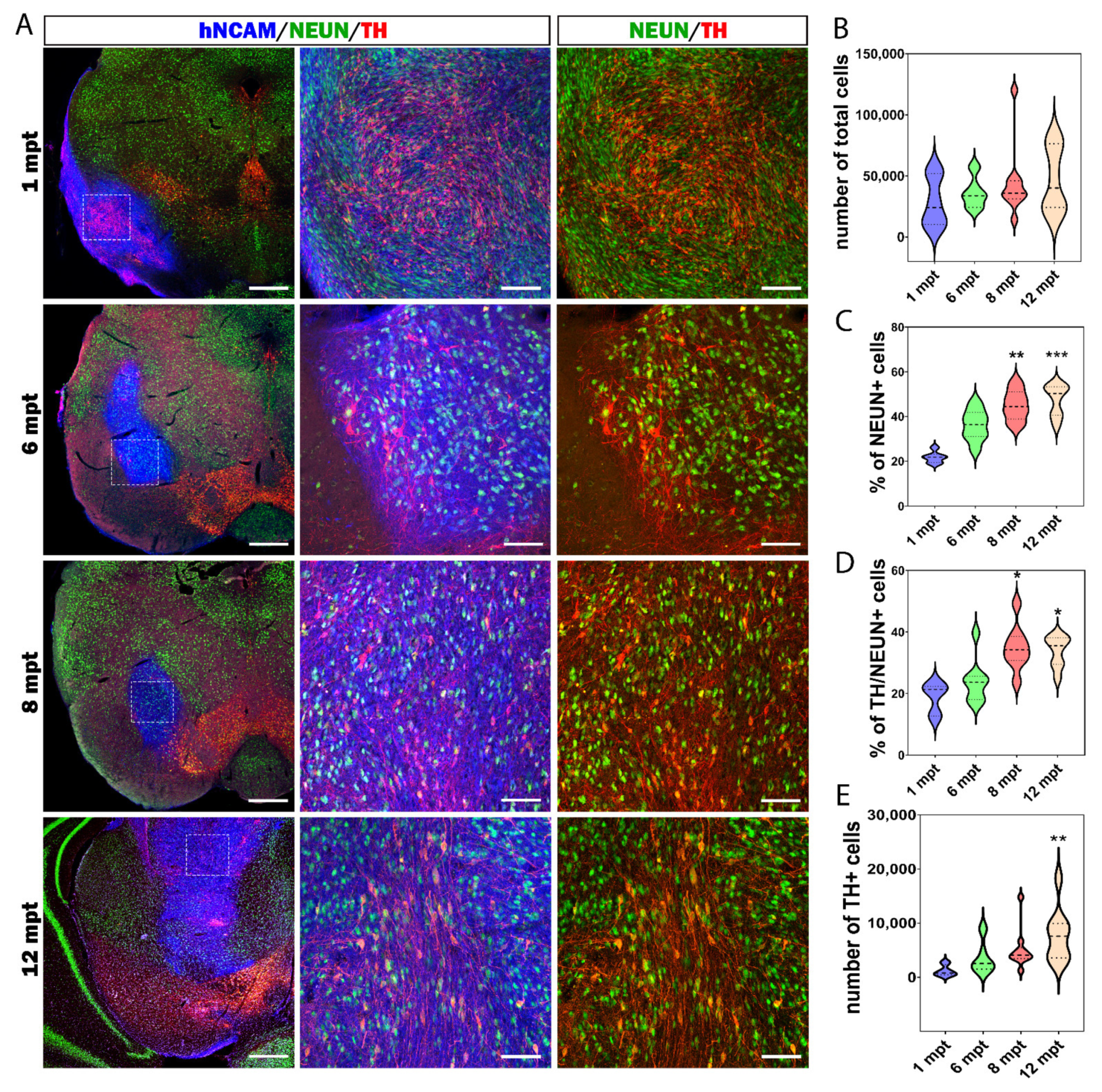 Cells 11 01596 g005