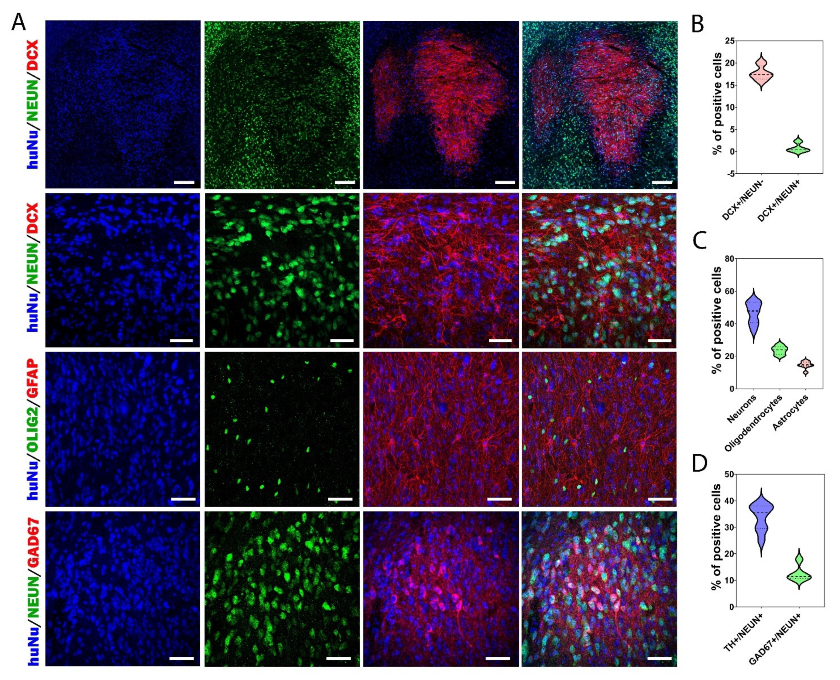 Cells 11 01596 g006