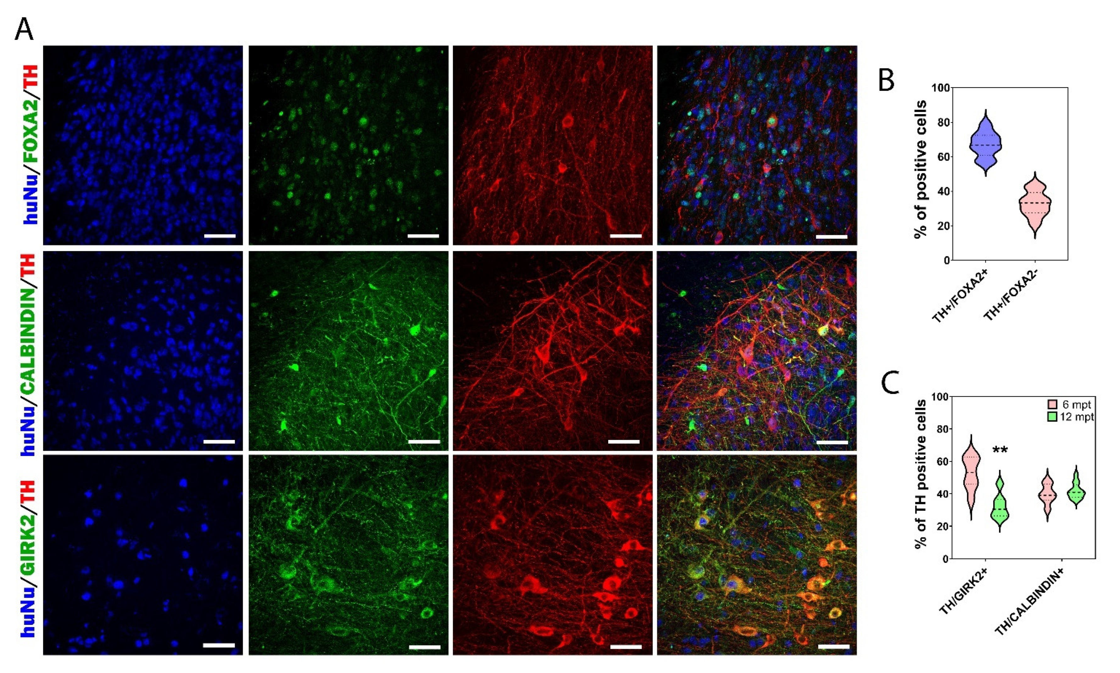 Cells 11 01596 g007