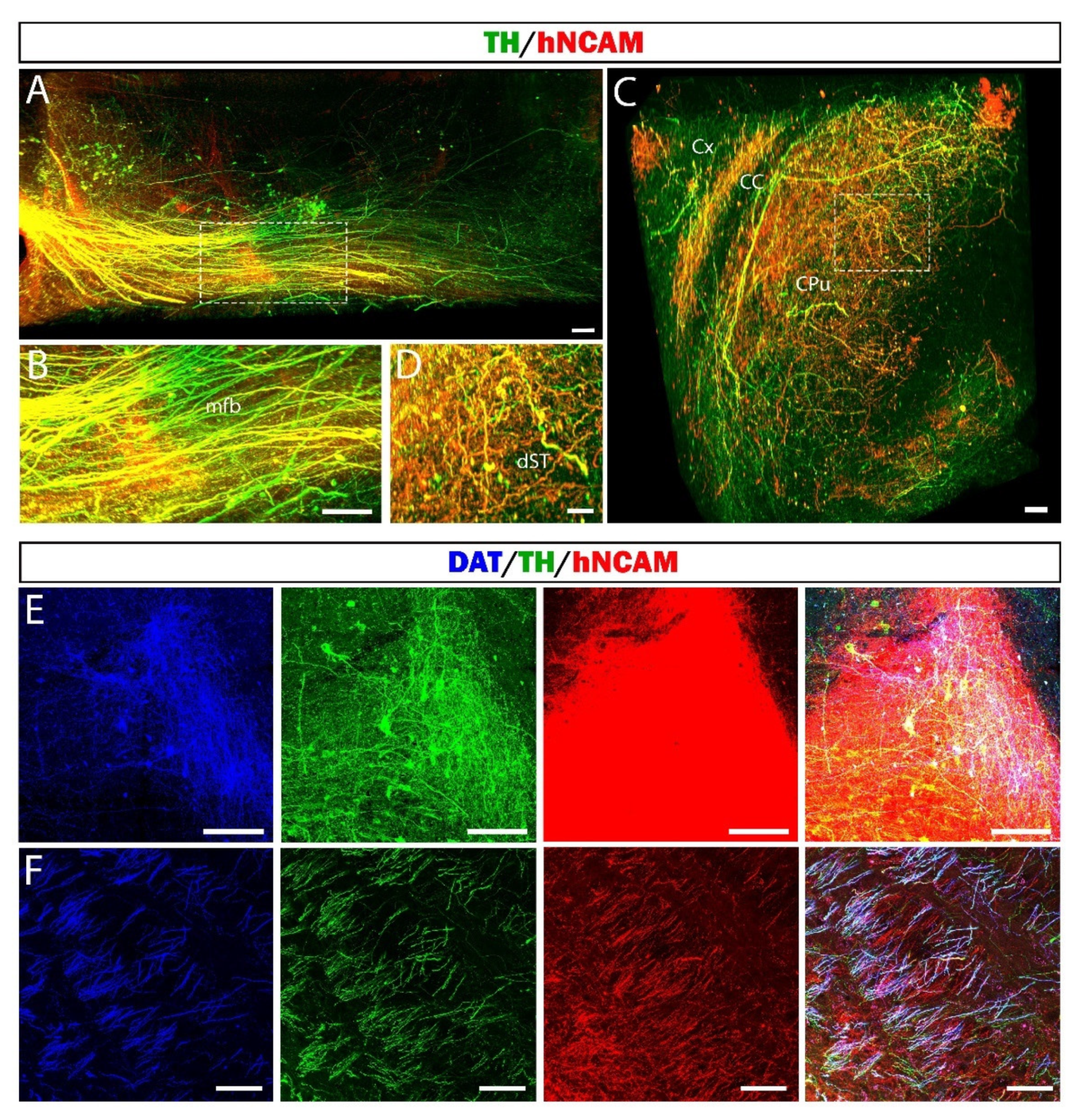Cells 11 01596 g010