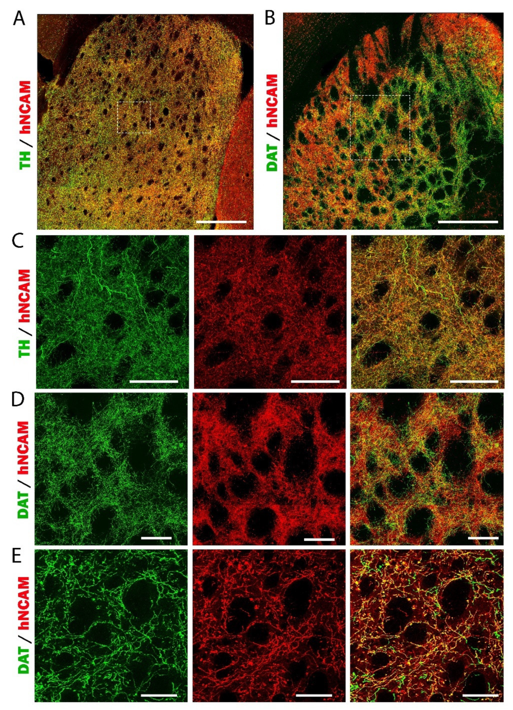 Cells 11 01596 g011