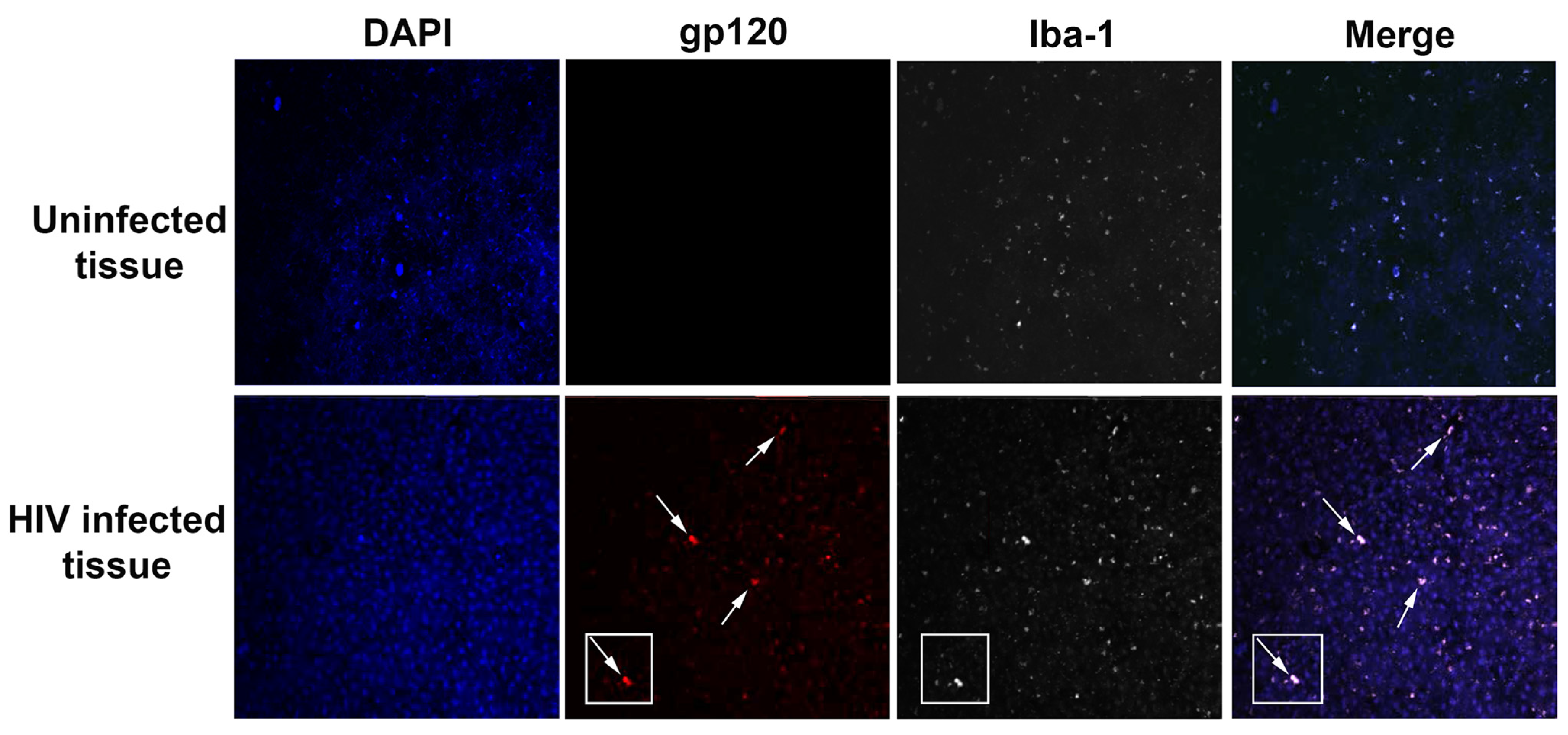 Cells 11 01599 g001 Cells 11 01599 g001