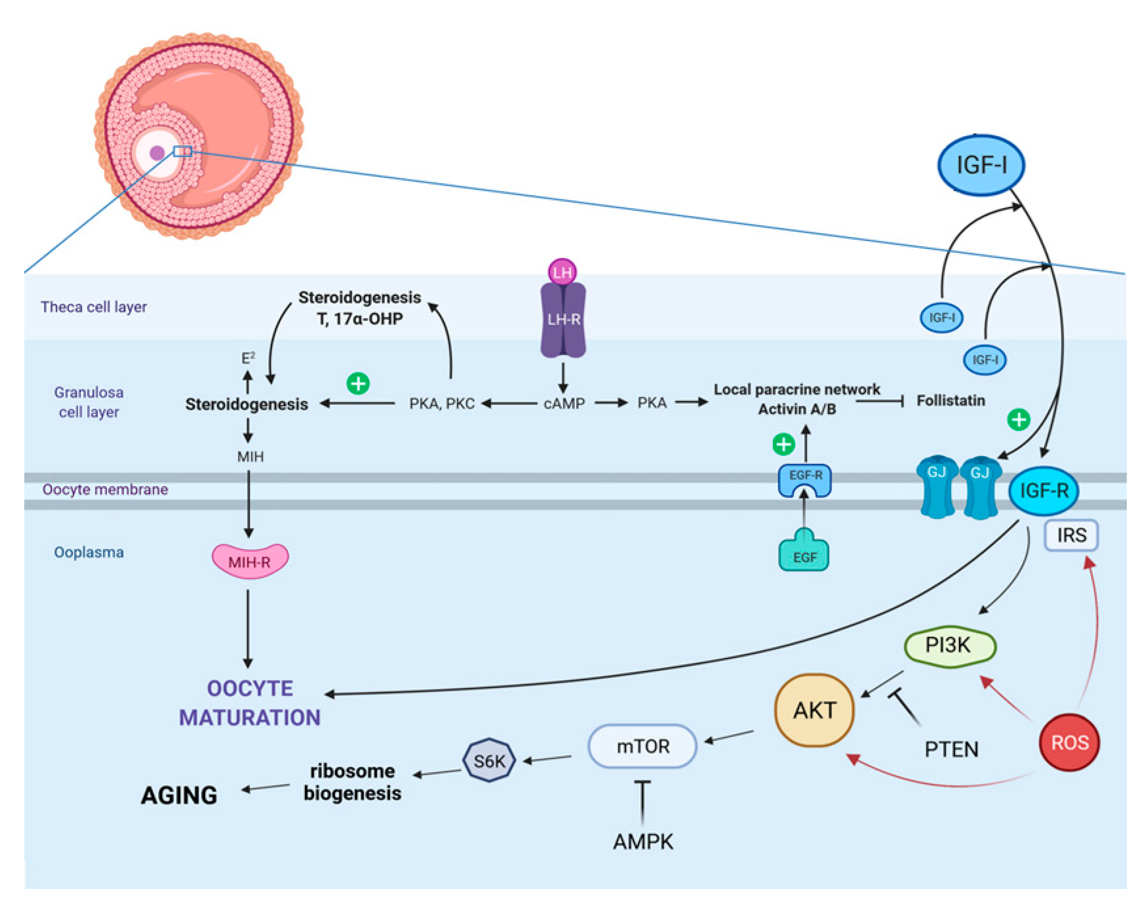 Cells 11 01610 g001 Cells 11 01610 g001