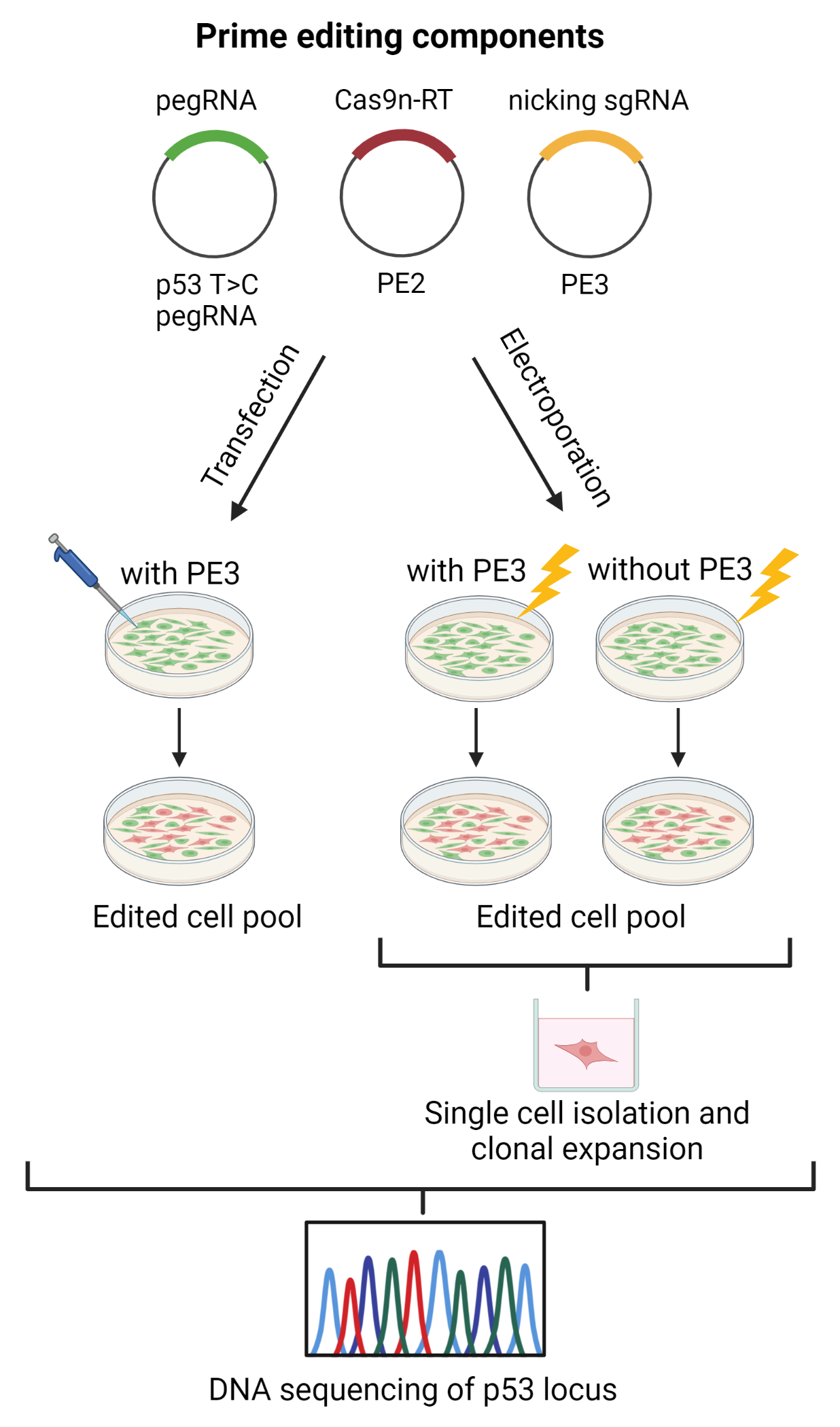 Cells 11 01612 g001 550