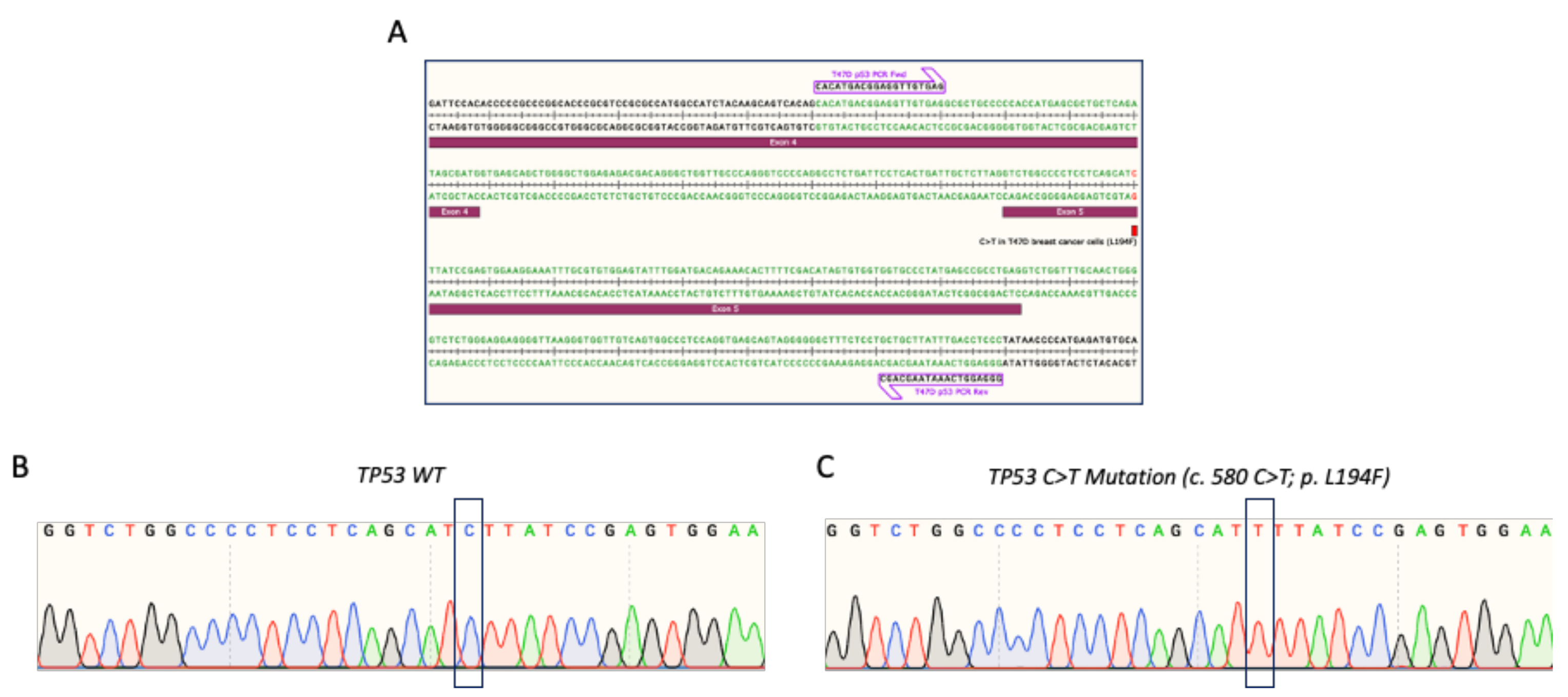 Cells 11 01612 g002 550