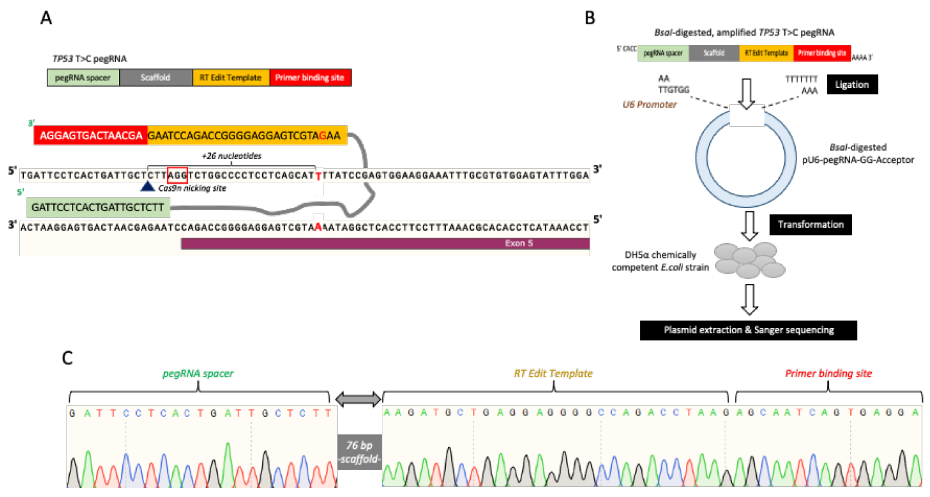 Cells 11 01612 g003 550