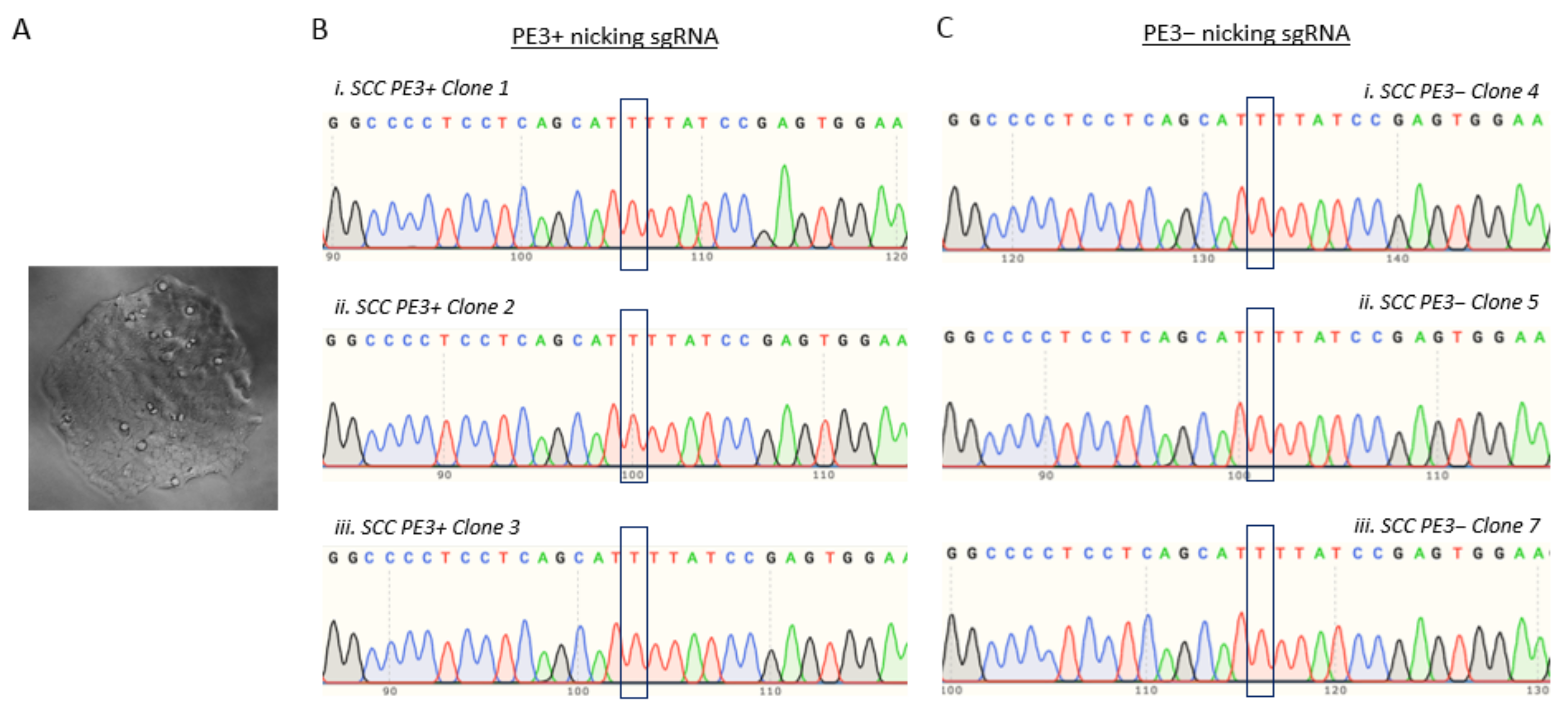 Cells 11 01612 g007 550