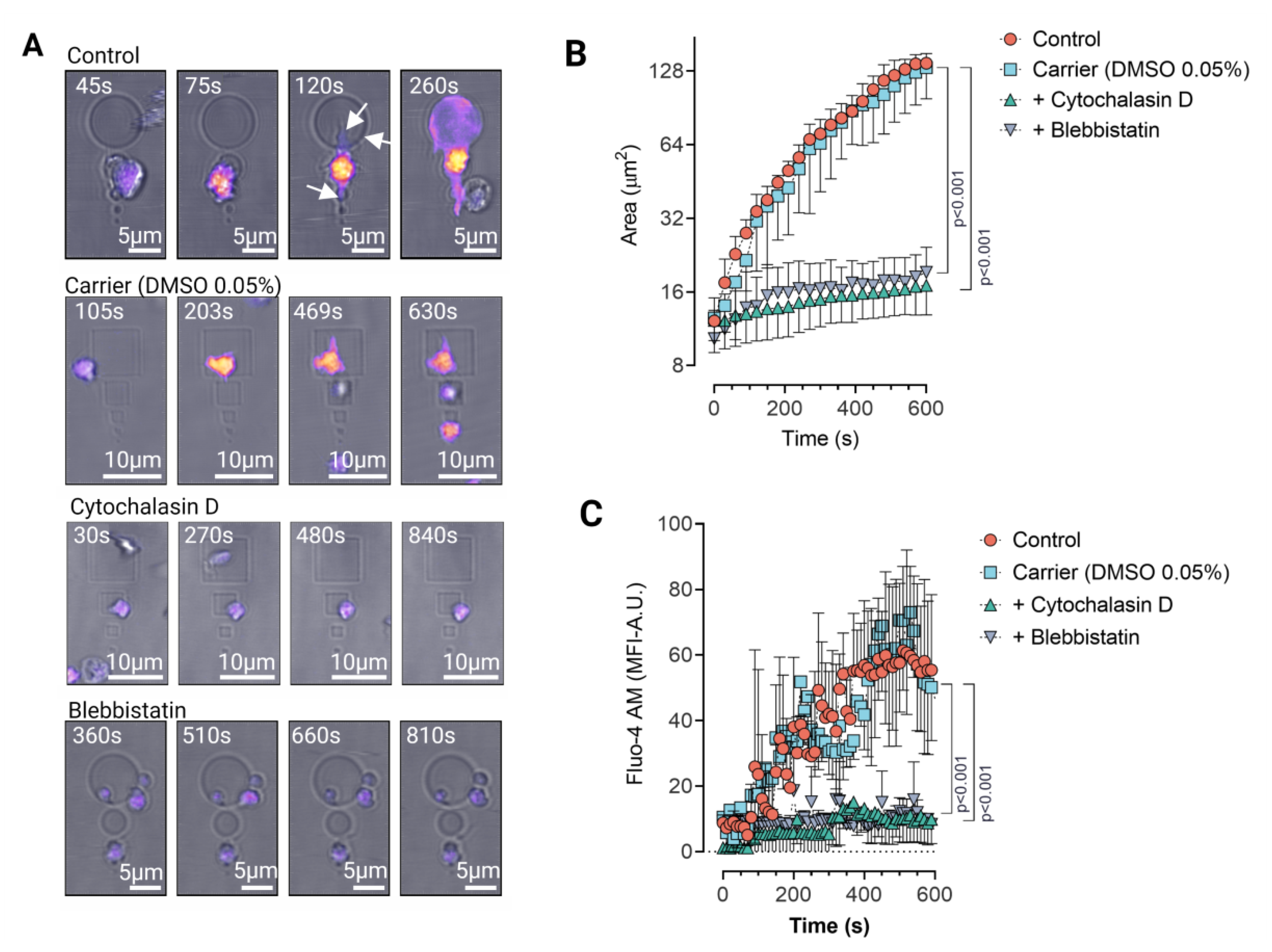Cells 11 01615 g002 550