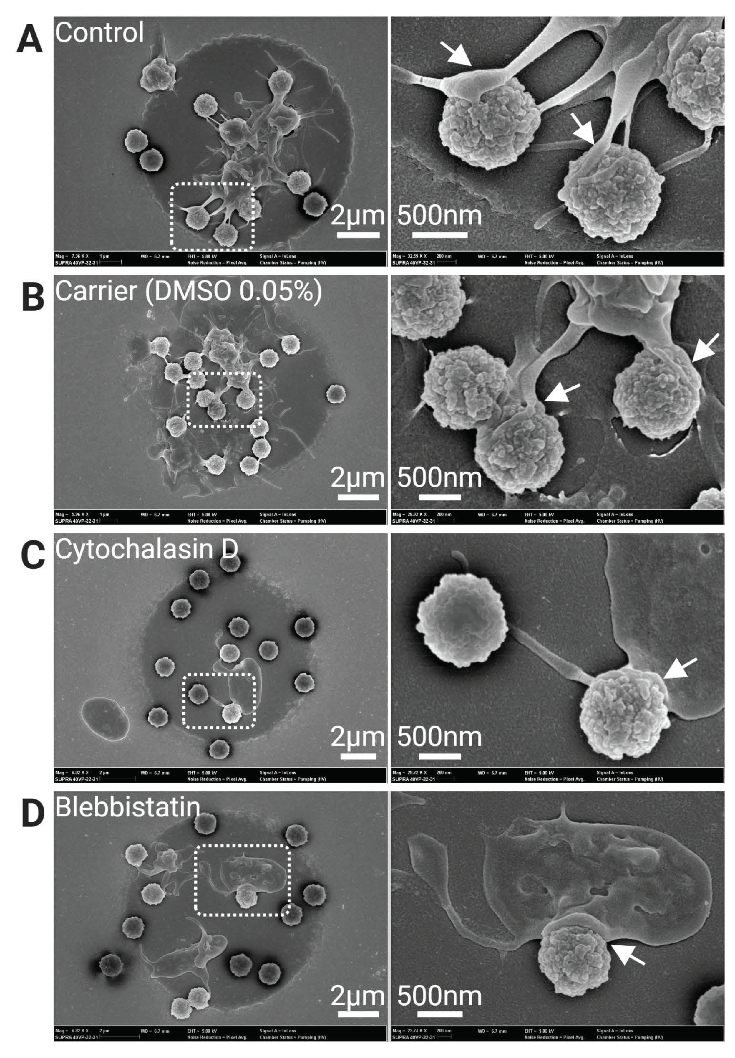 Cells 11 01615 g004 550