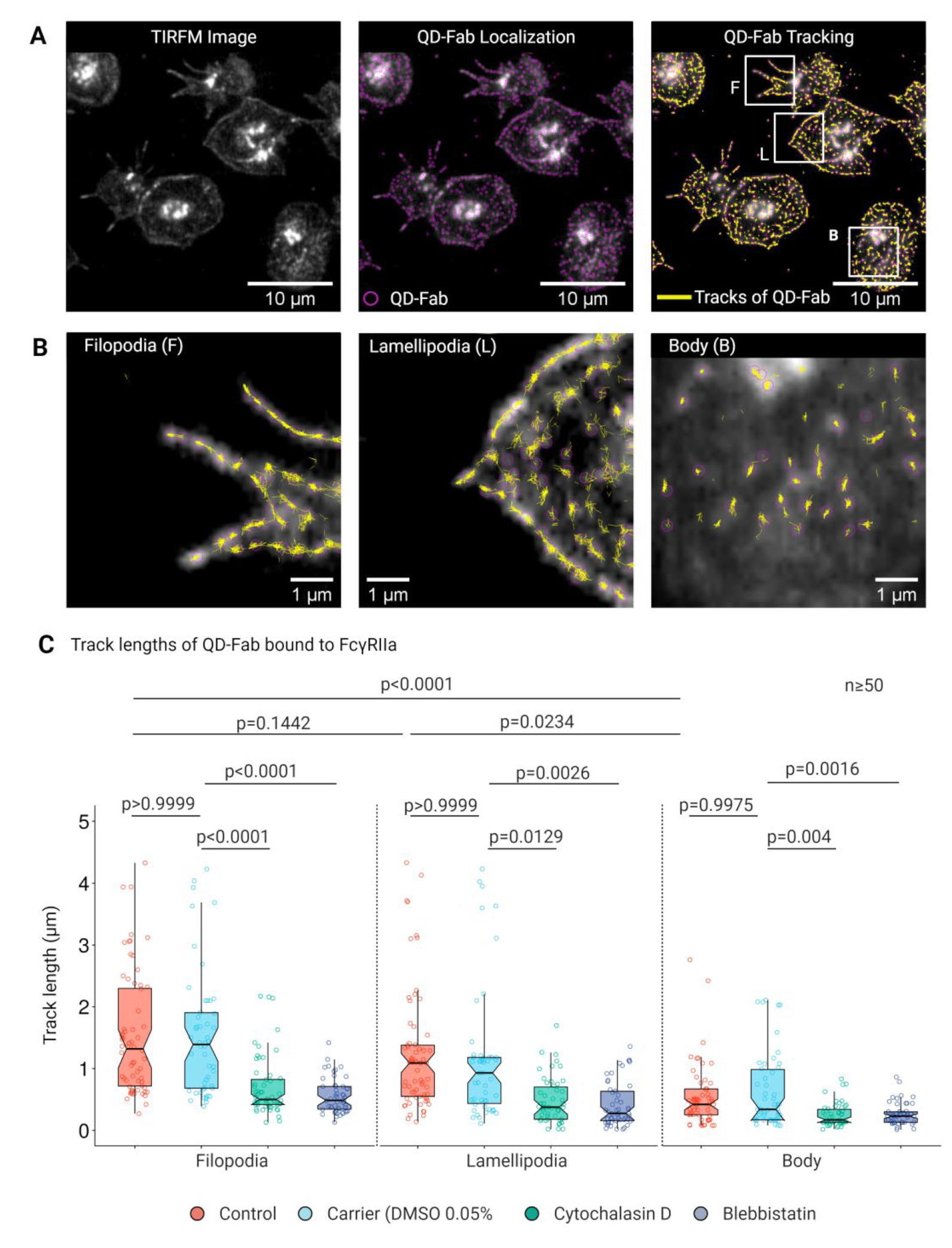 Cells 11 01615 g005 550
