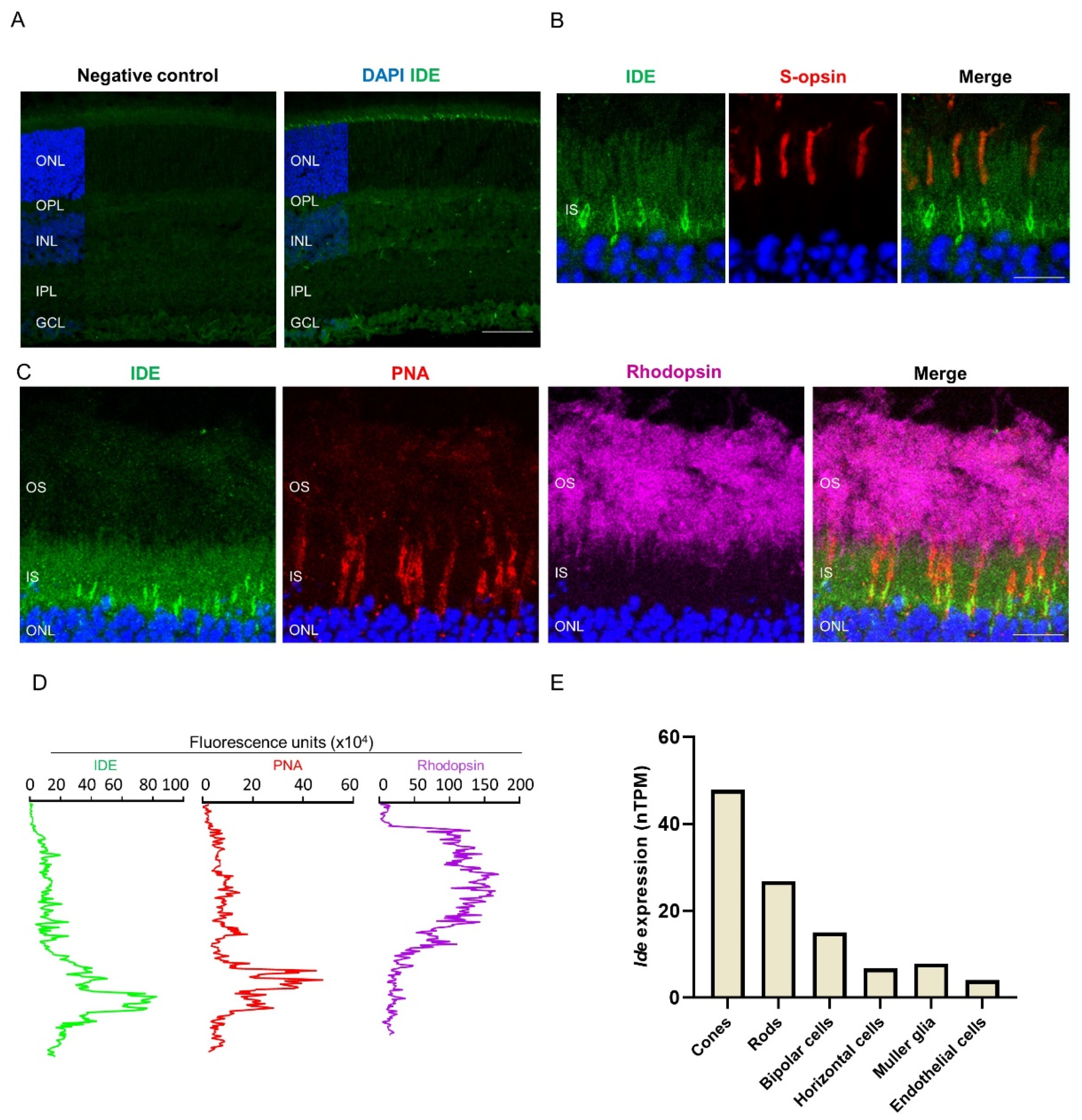 Cells 11 01621 g002 Cells 11 01621 g002