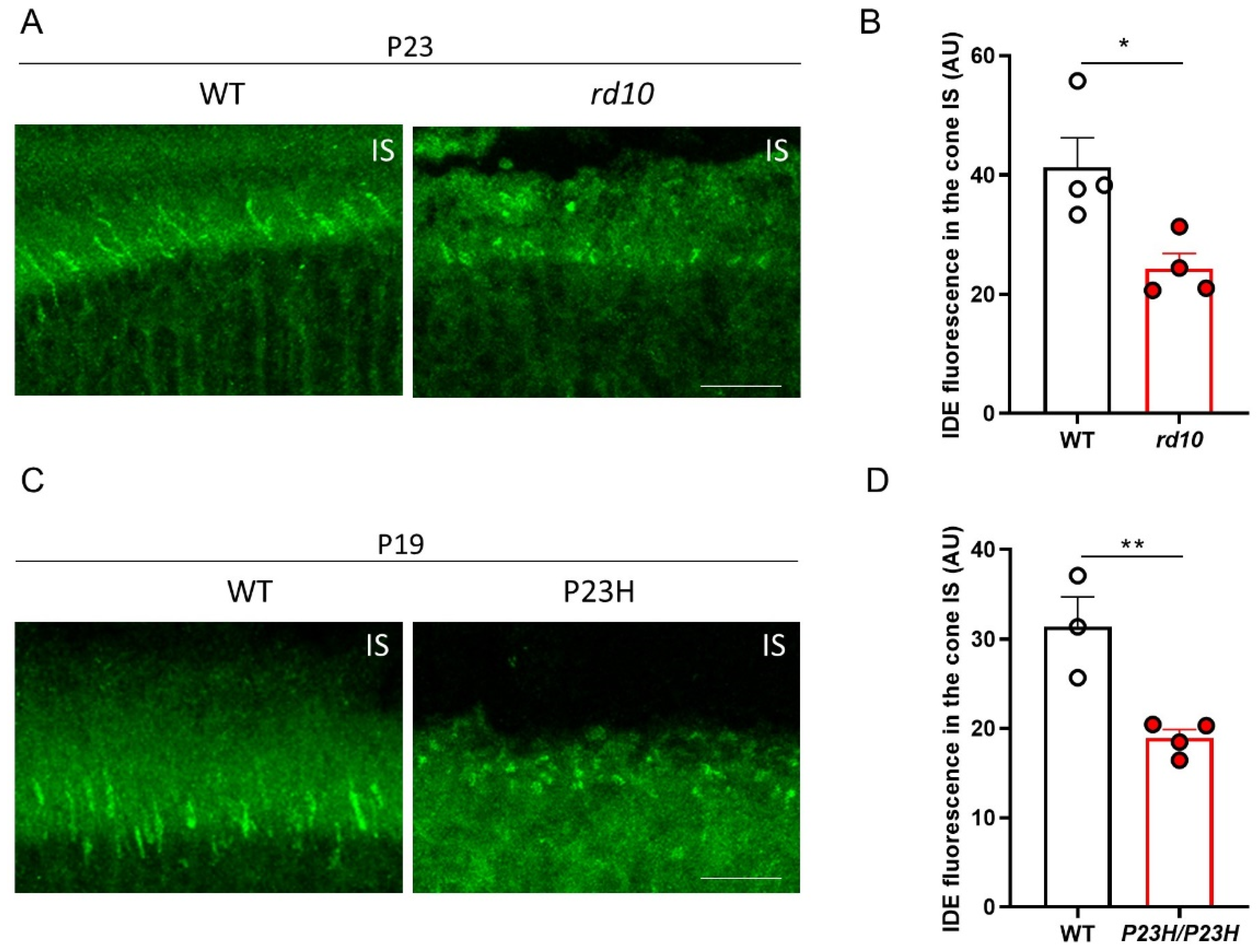 Cells 11 01621 g004 Cells 11 01621 g004