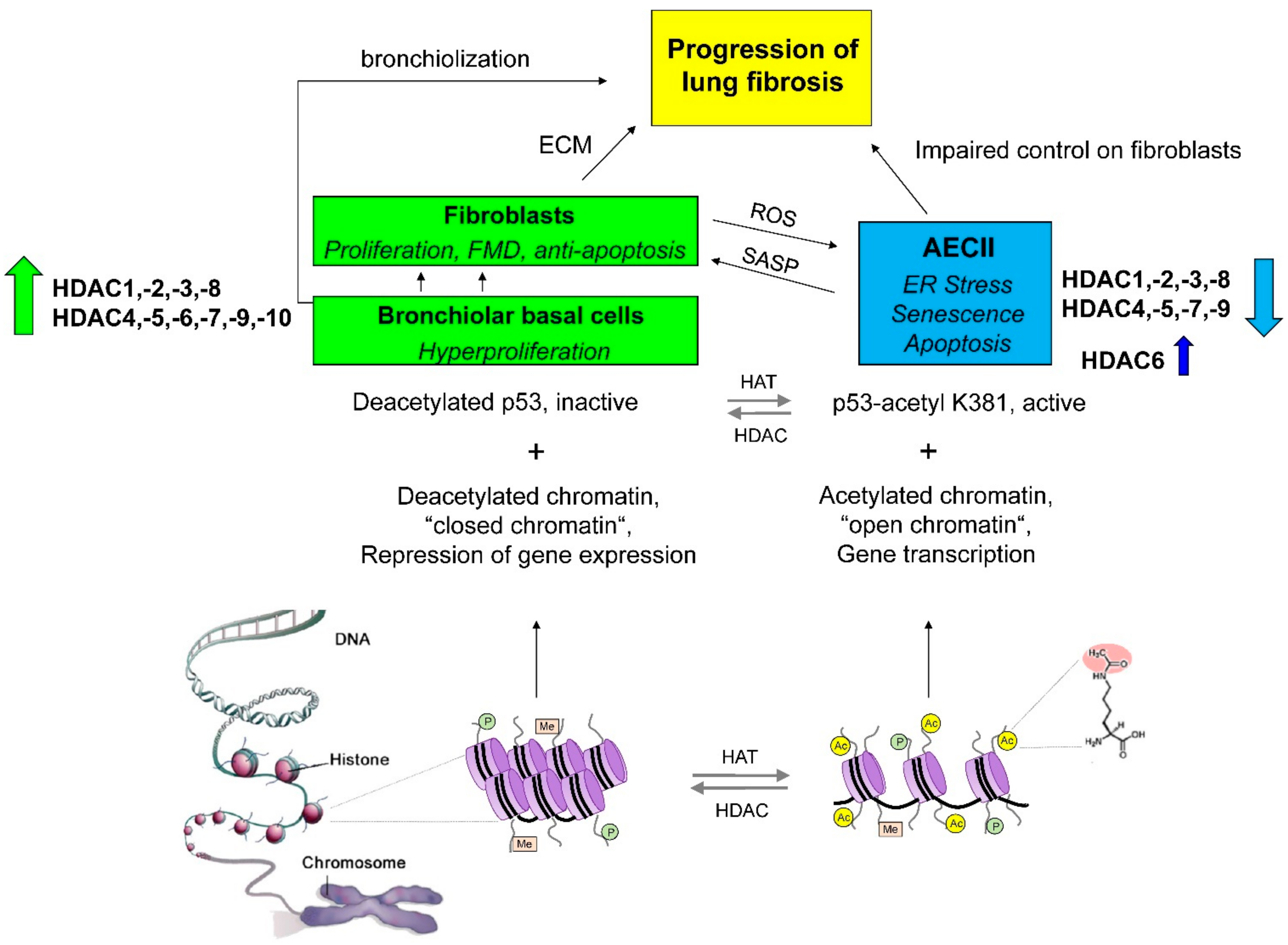 Attempt In reality merge Cells | Free Full-Text | Targeting Histone Deacetylases in Idiopathic Pulmonary Fibrosis: A Future Therapeutic Option | HTML Attempt In reality merge Cells | Free Full-Text | Targeting Histone Deacetylases in Idiopathic Pulmonary Fibrosis: A Future Therapeutic Option | HTML