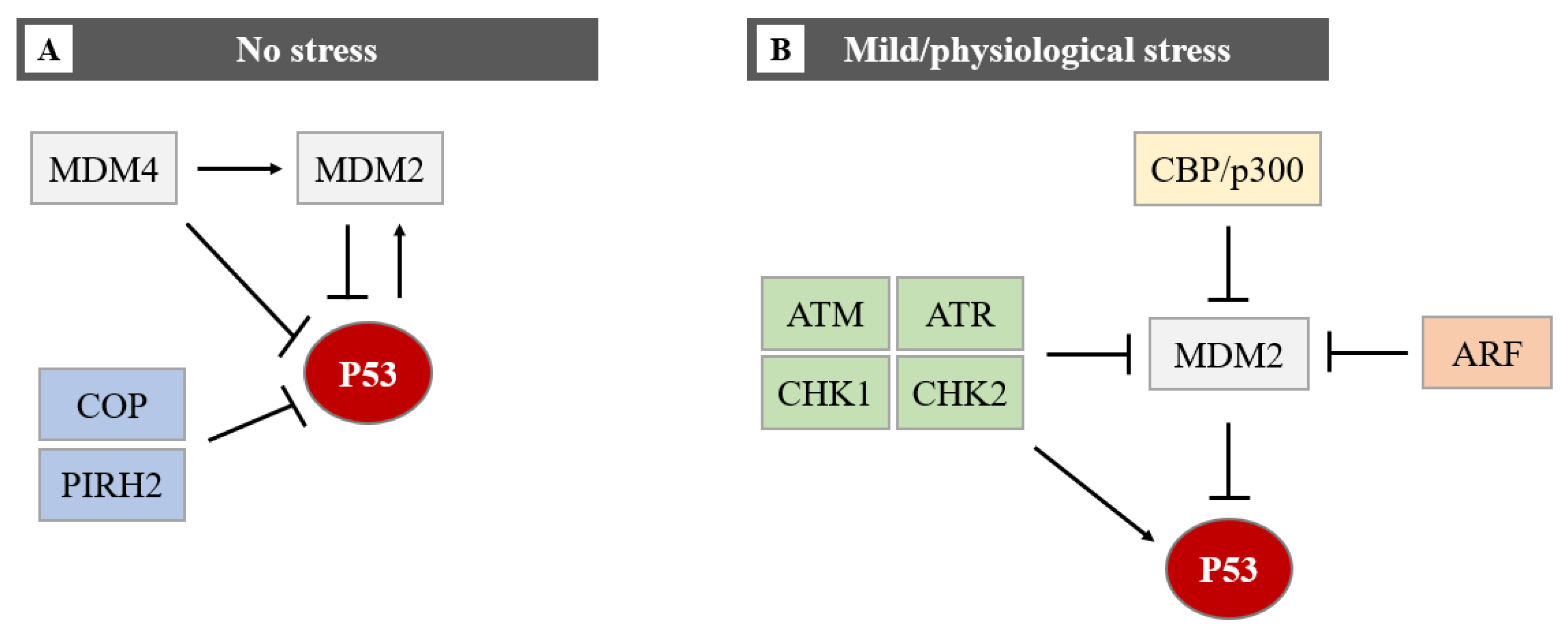 Cells 11 01631 g004 550
