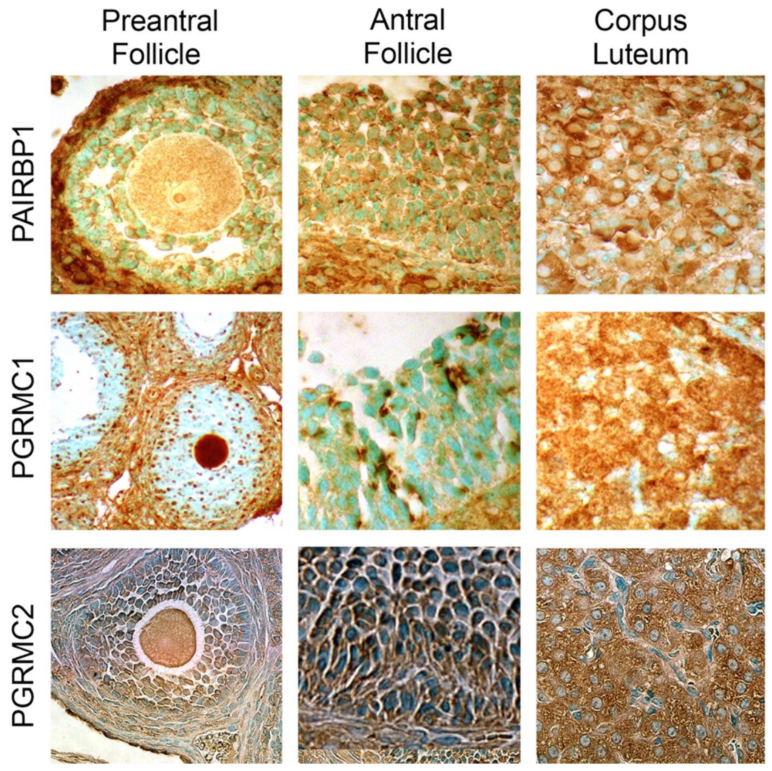 Cells 11 01632 g001 Cells 11 01632 g001
