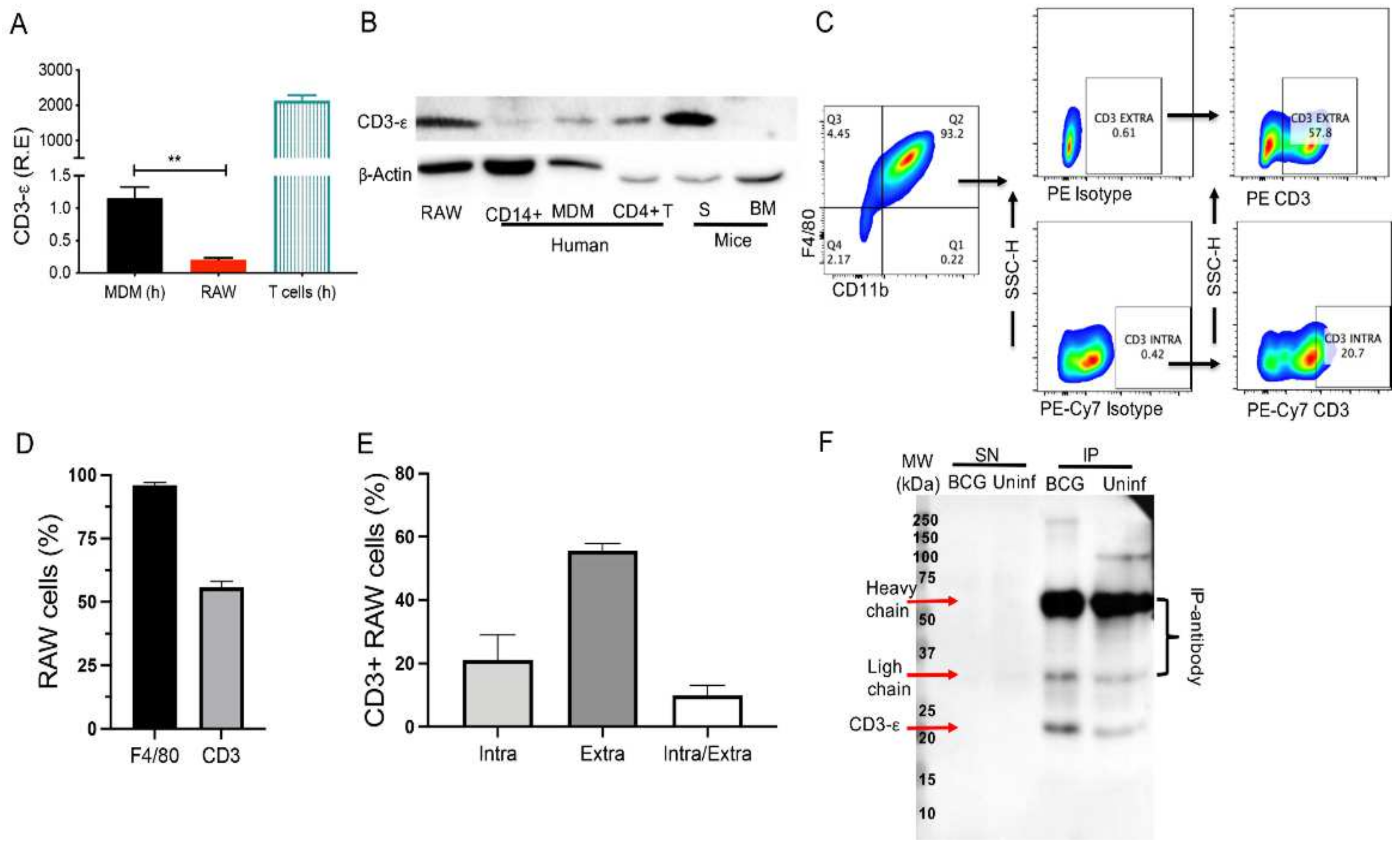 Cd3 antibody biolegend il6