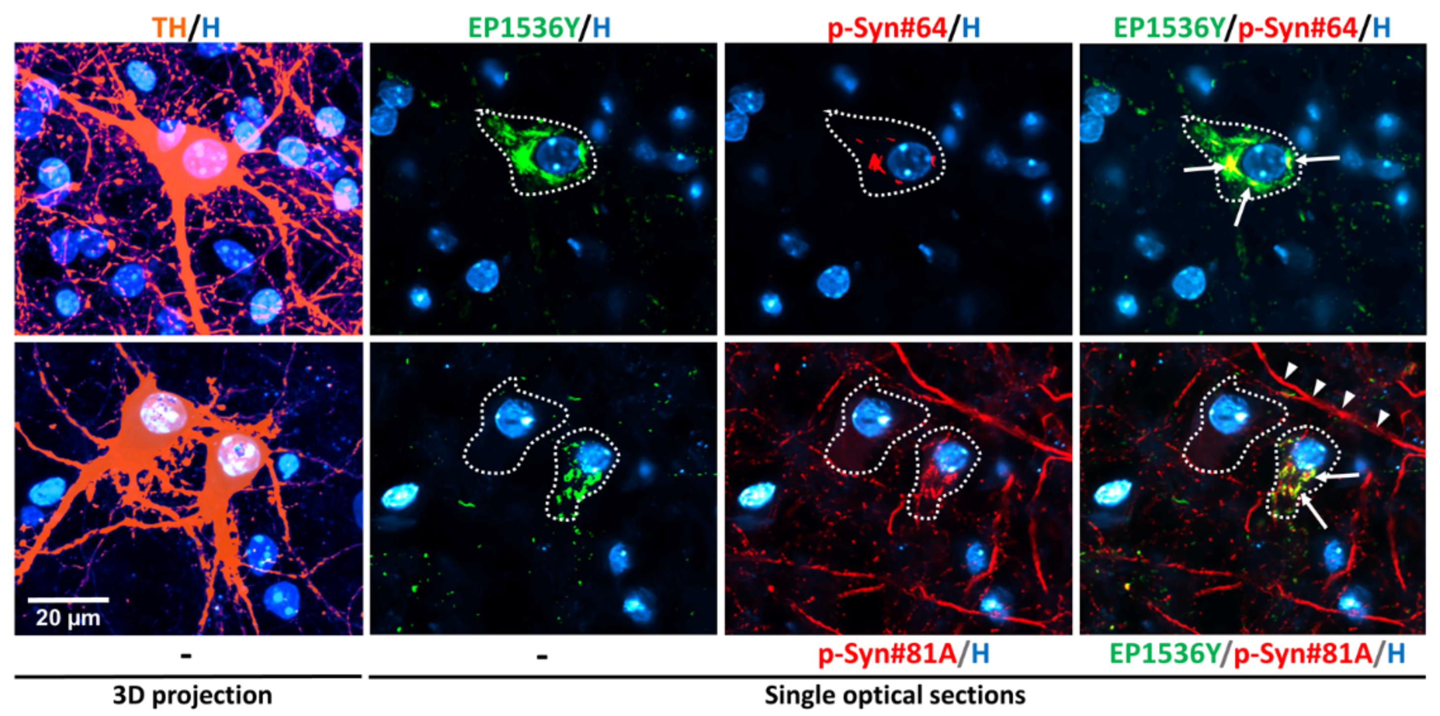Cells 11 01640 g001 Cells 11 01640 g001
