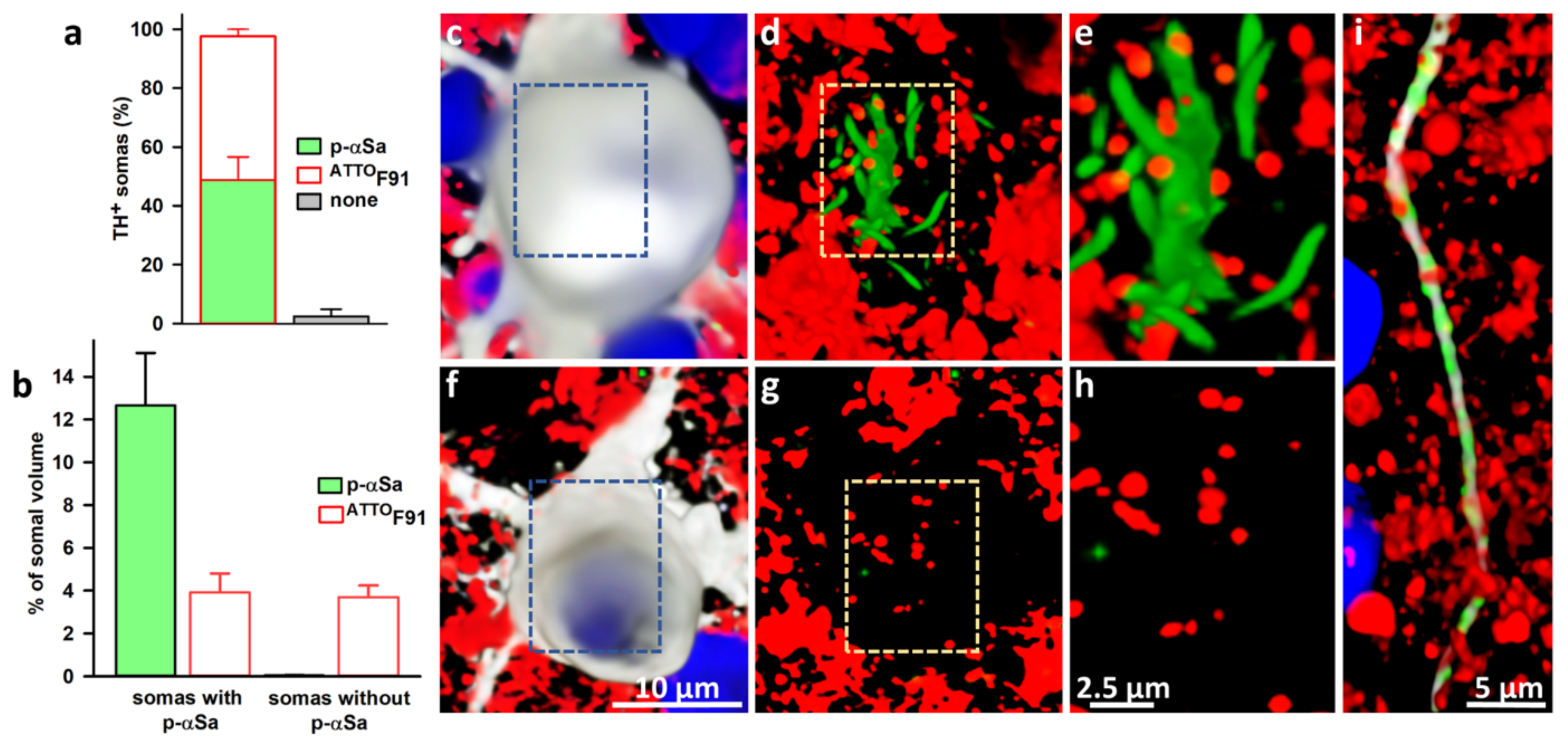 Cells 11 01640 g006 Cells 11 01640 g006