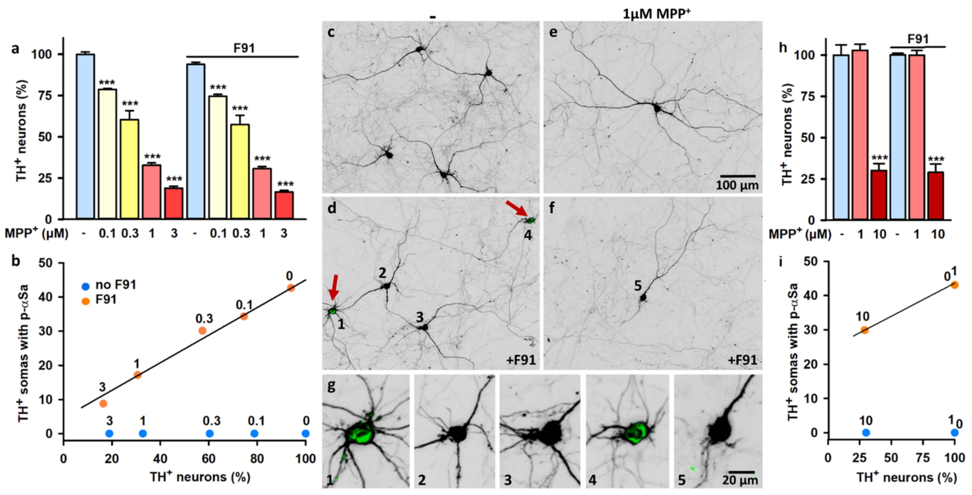 Cells 11 01640 g007 Cells 11 01640 g007