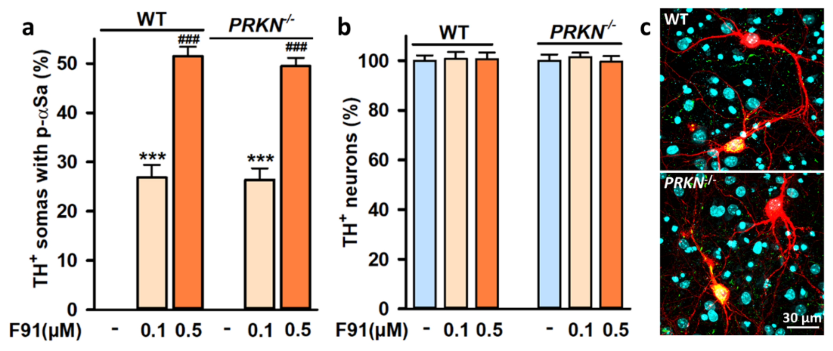 Cells 11 01640 g008 Cells 11 01640 g008