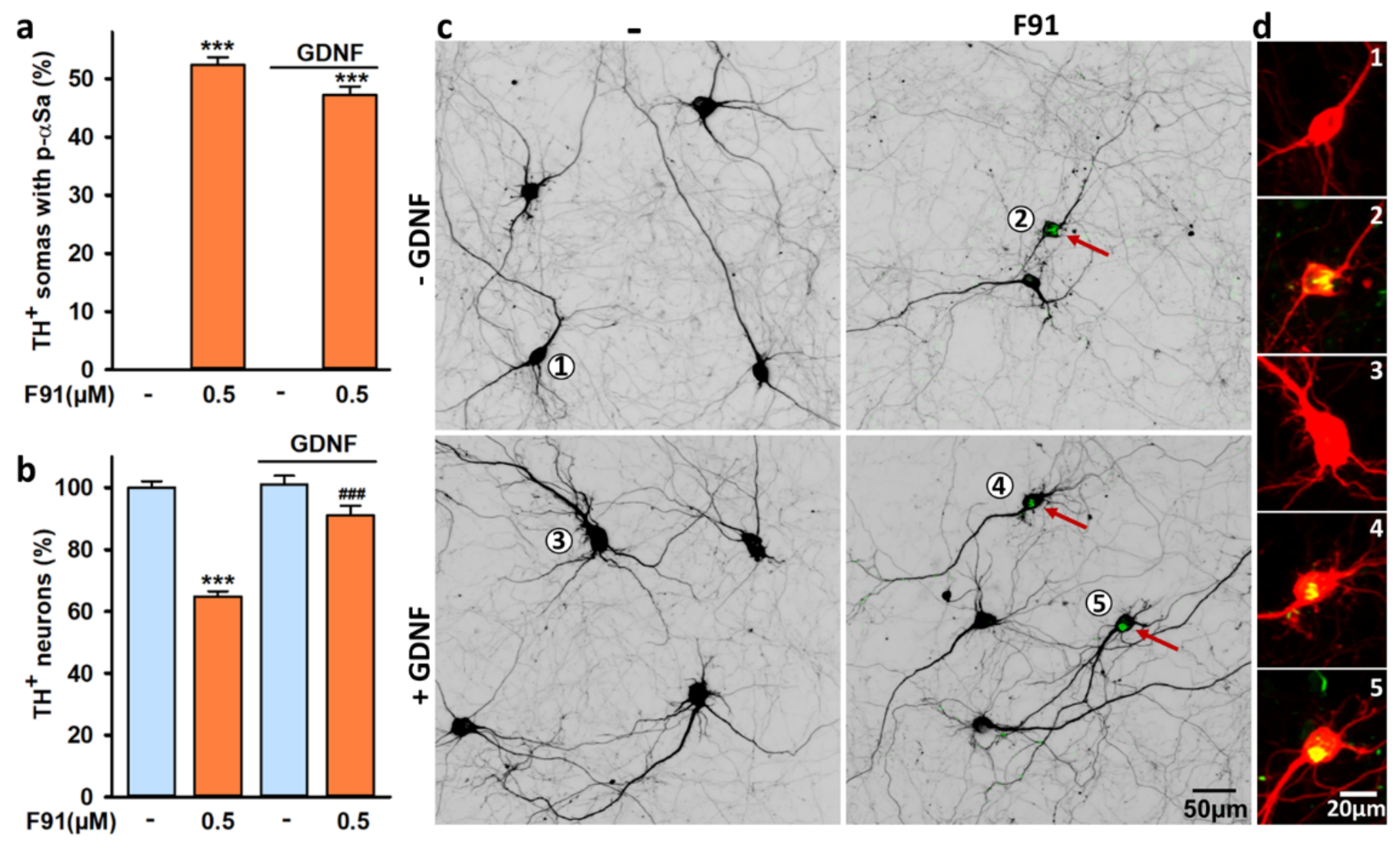 Cells 11 01640 g010 Cells 11 01640 g010