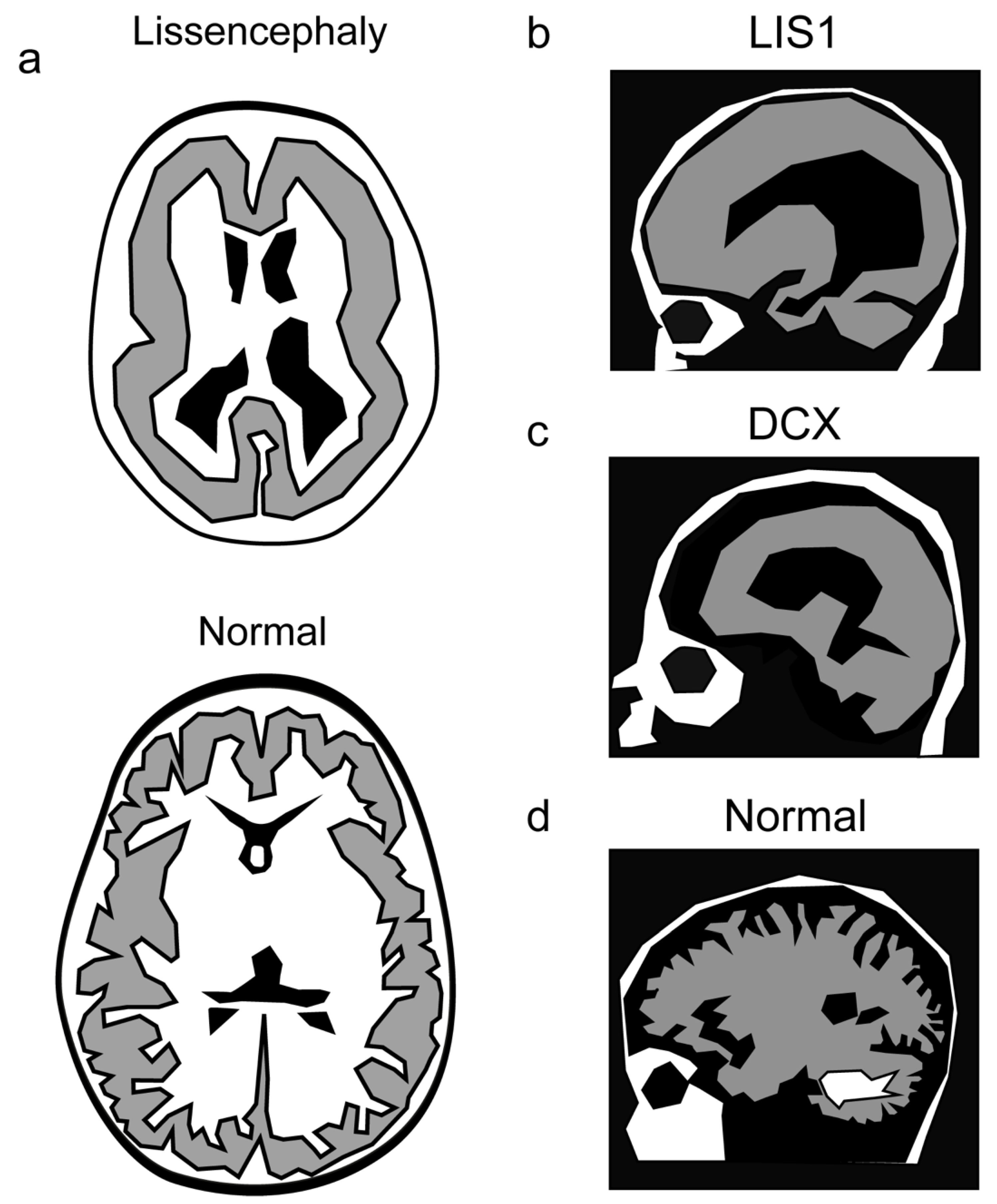 Cells 11 01642 g004 Cells 11 01642 g004