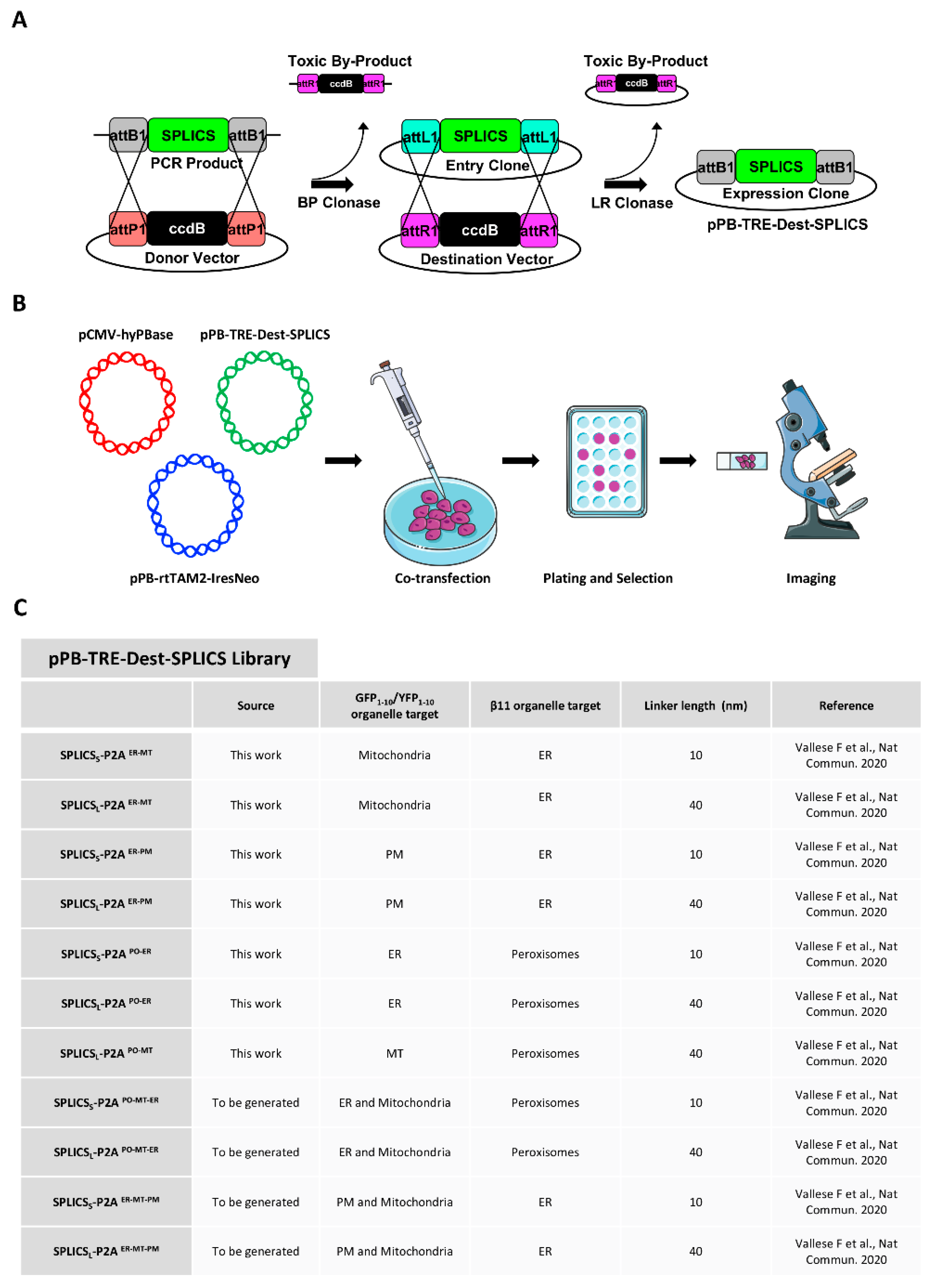 Cells 11 01643 g001 550