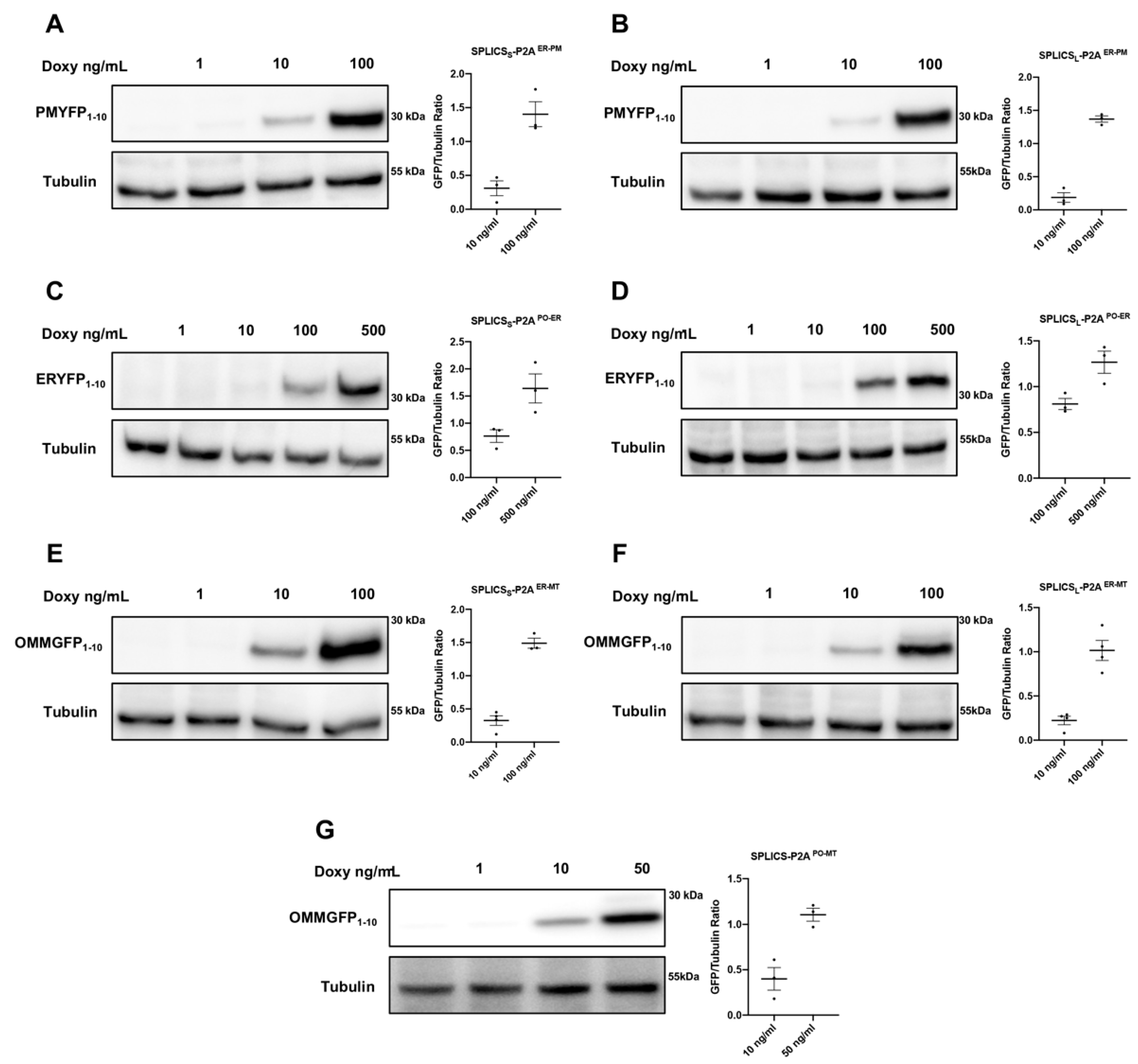 Cells 11 01643 g002 550
