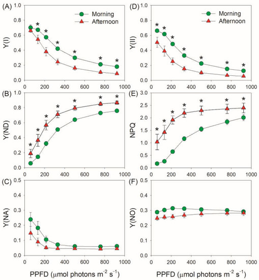 Regulation of Chloroplast ATP Synthase Modulates